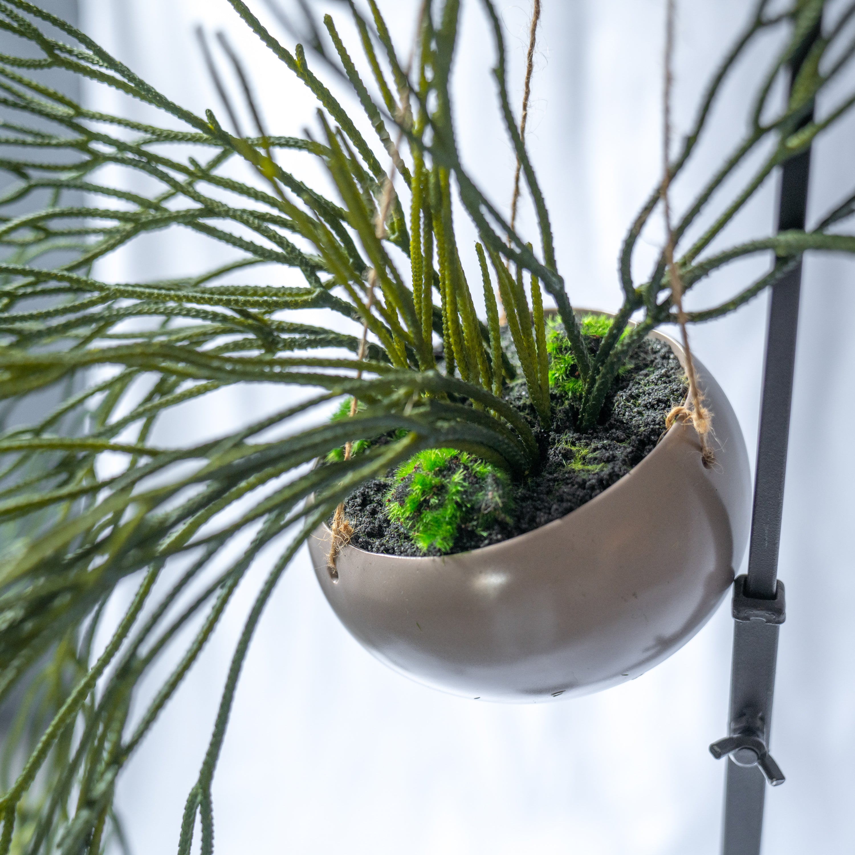 リプサリスハンギングポット