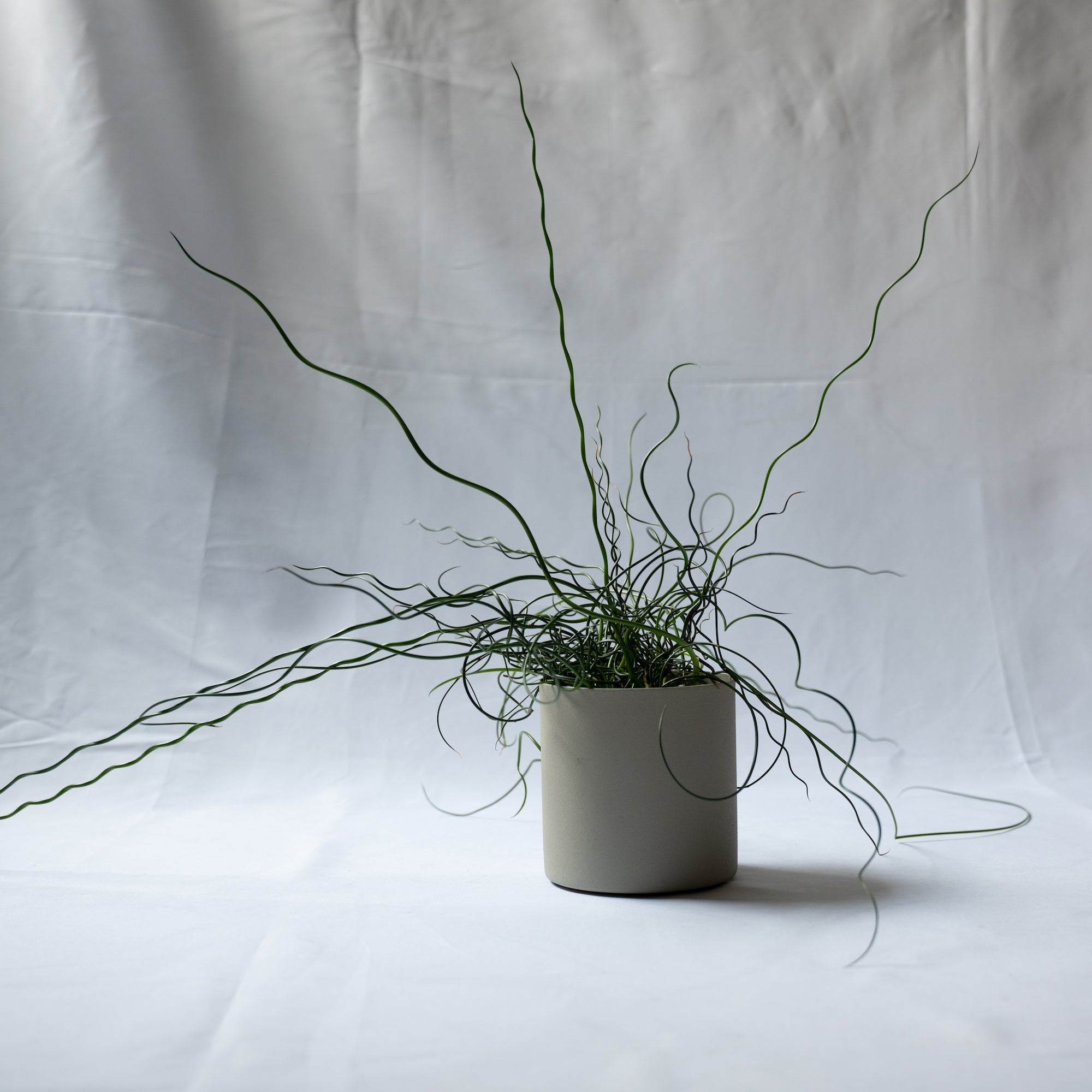 プラントポット S-size