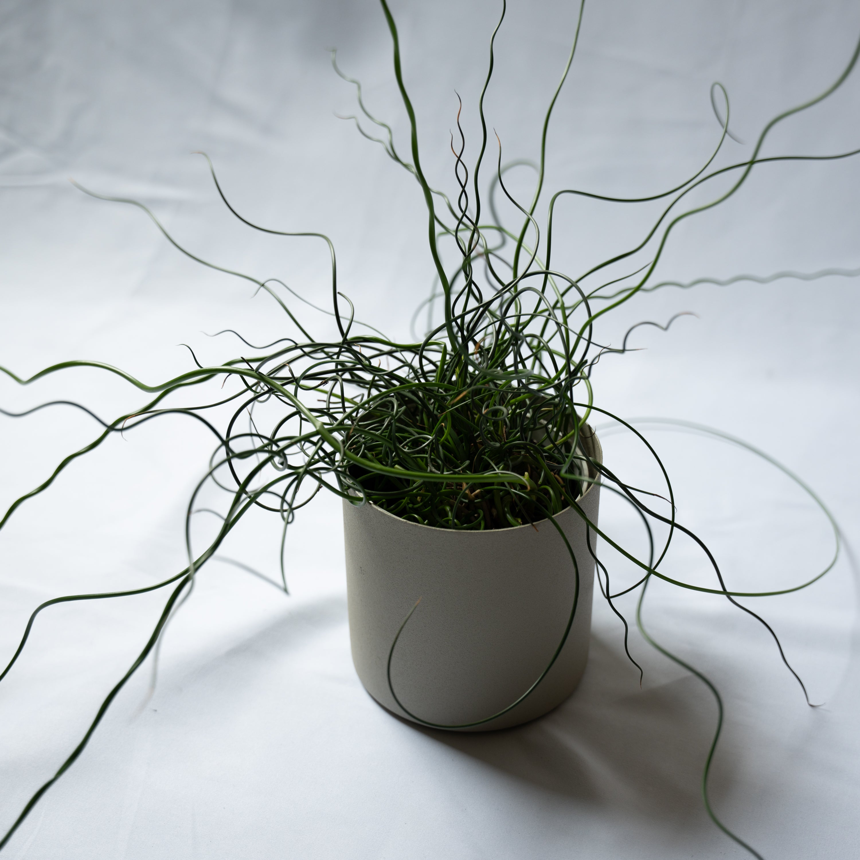 プラントポット S-size