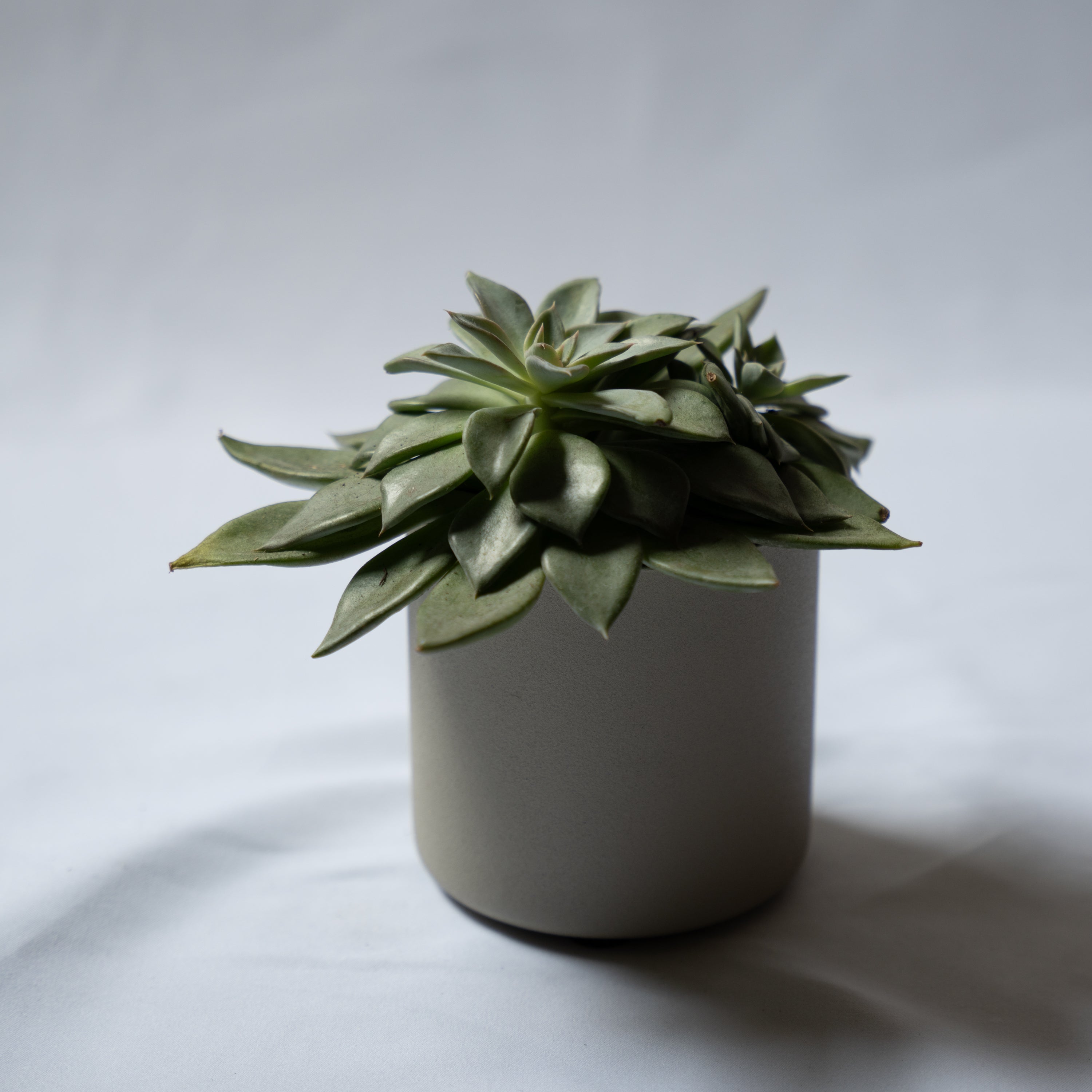 プラントポット S-size