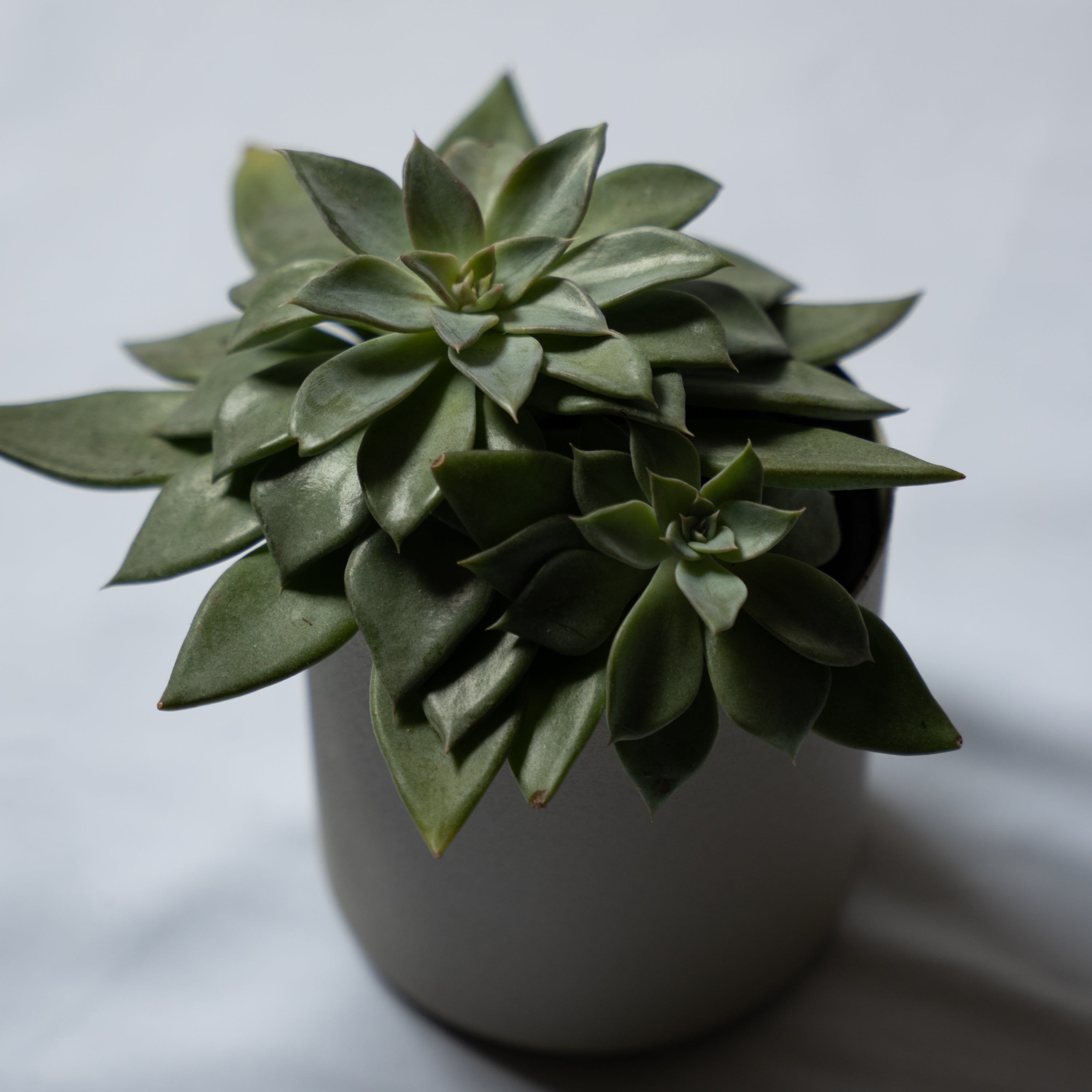 プラントポット S-size