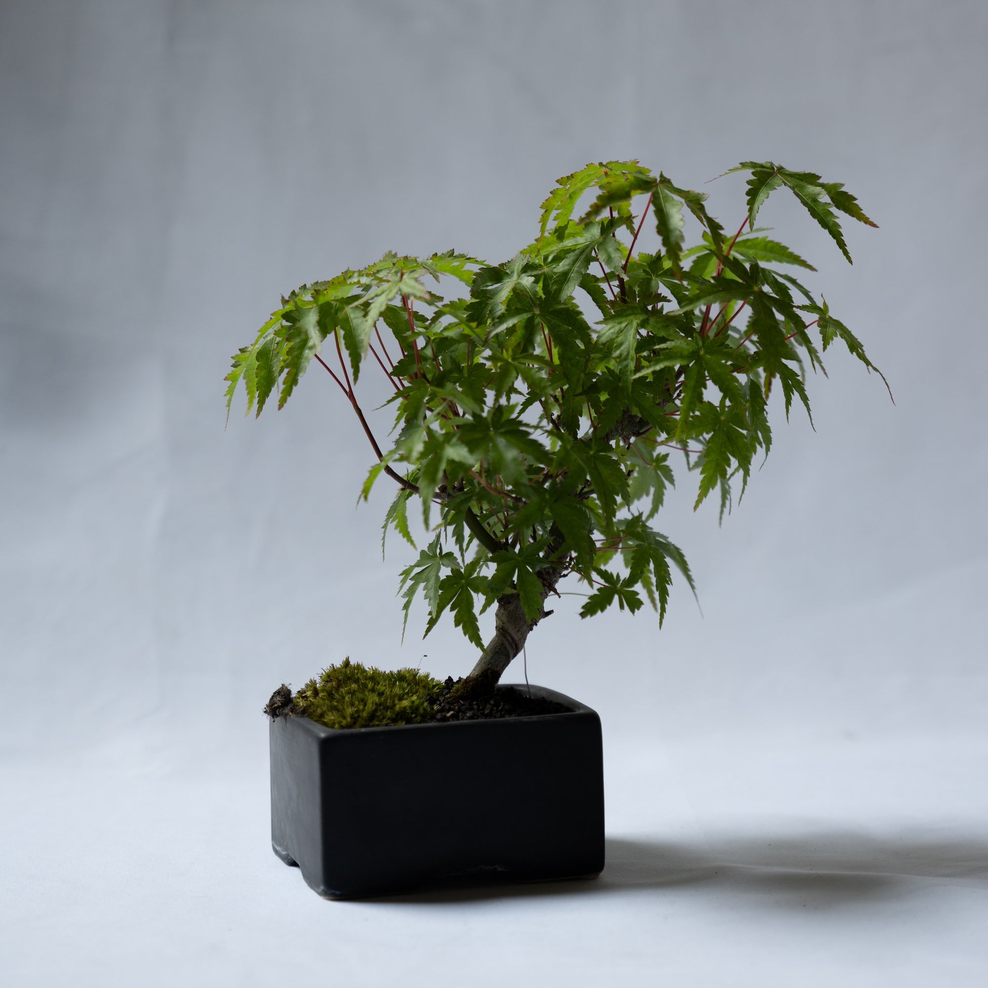 もみじのミニ盆栽