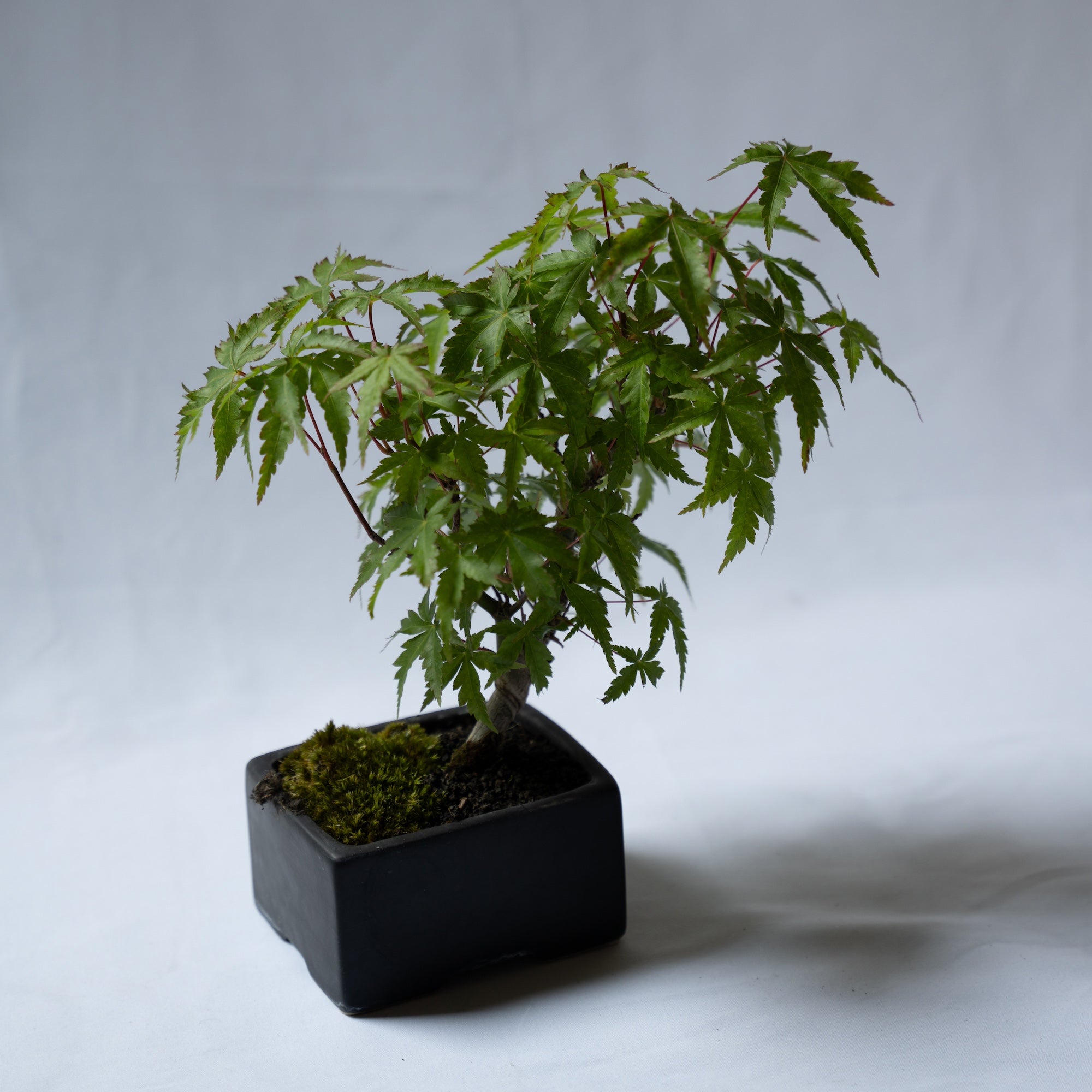 もみじのミニ盆栽