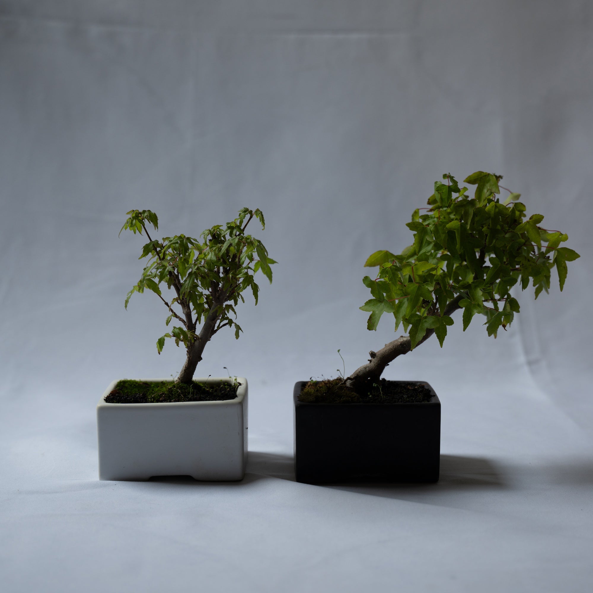 カエデのミニ盆栽