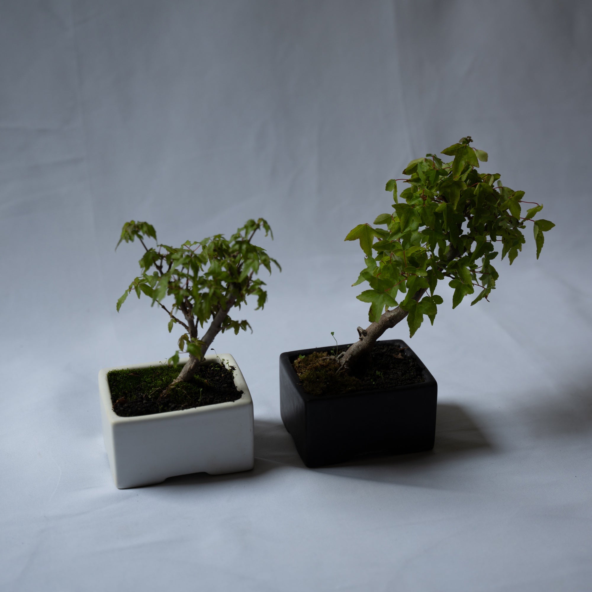 カエデのミニ盆栽