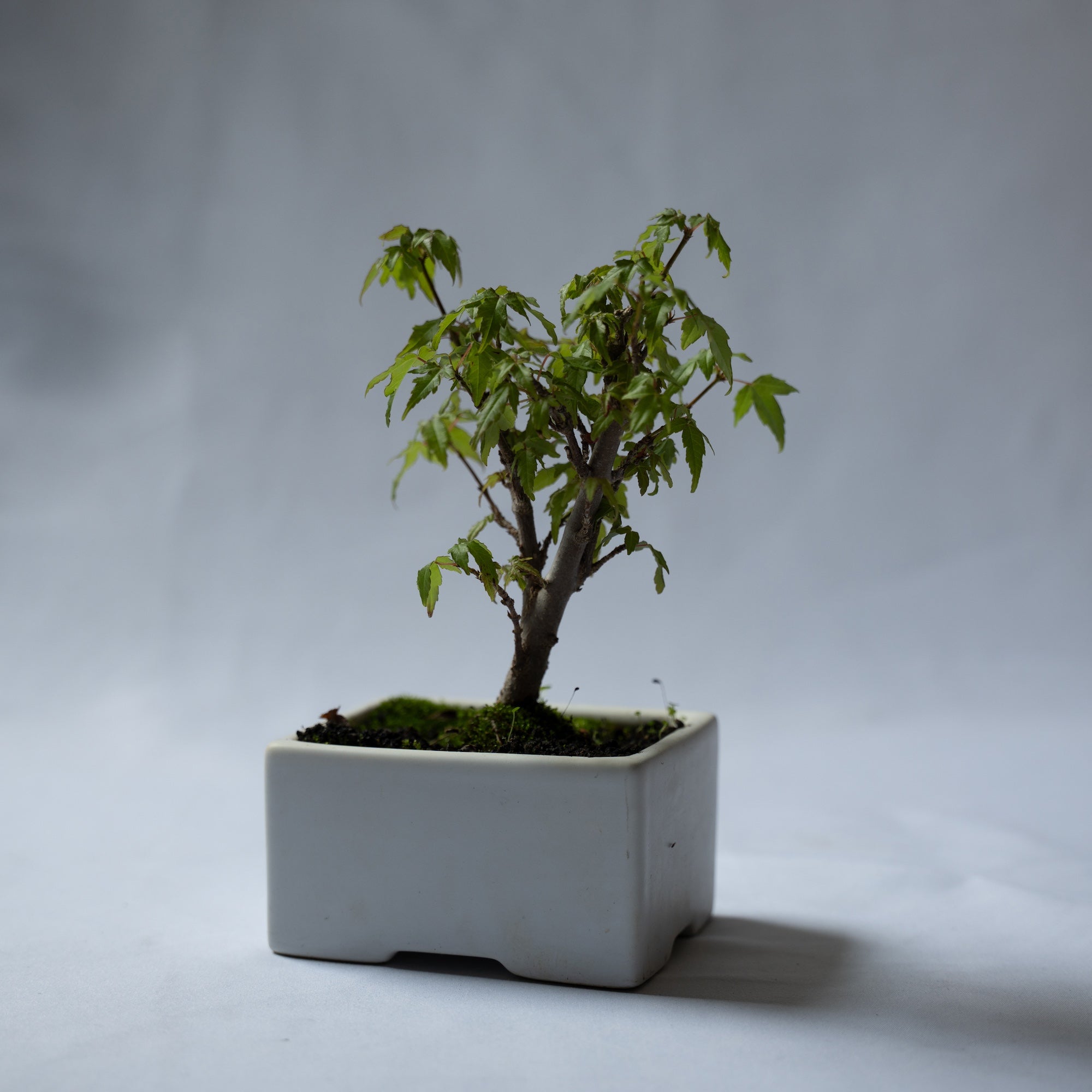 カエデのミニ盆栽