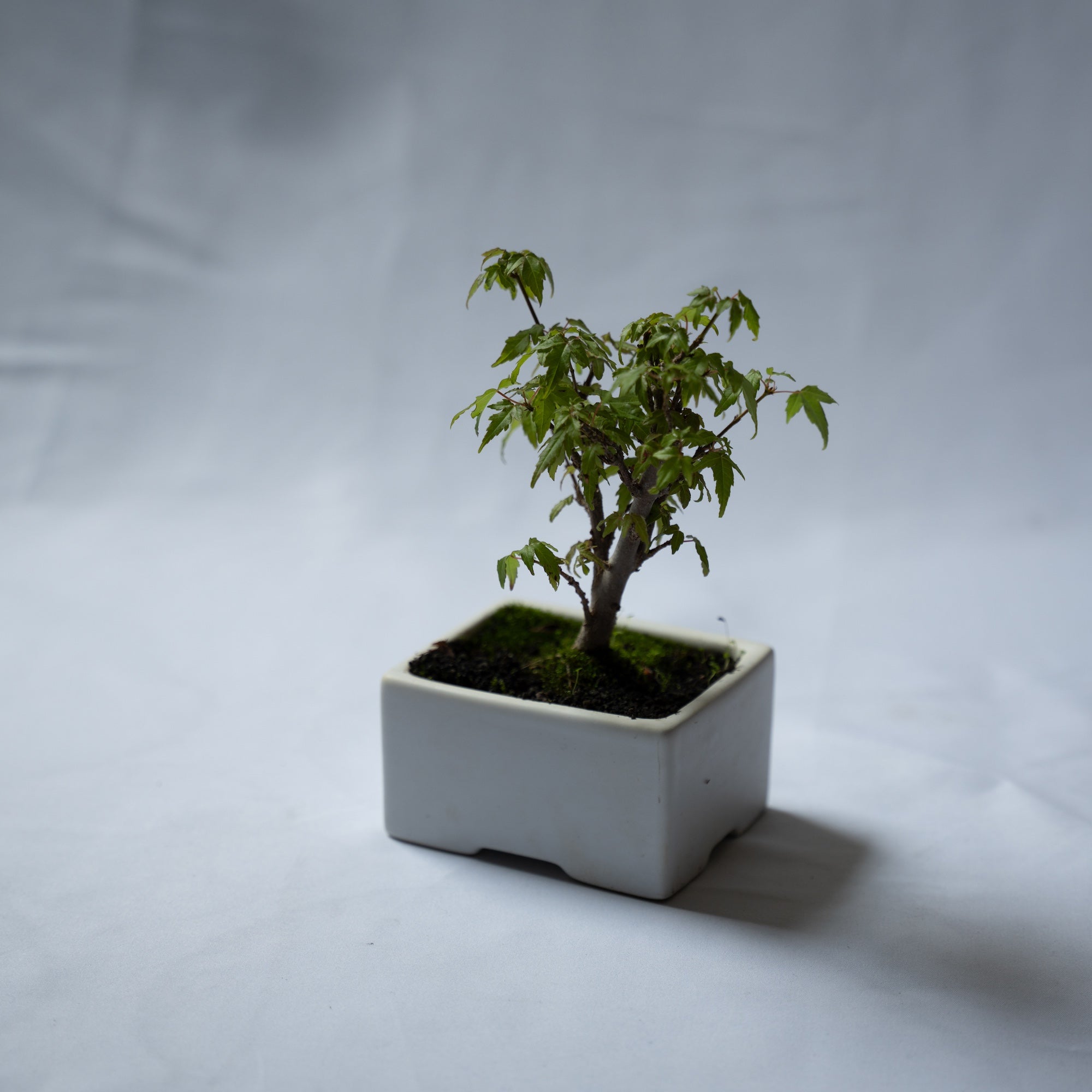 カエデのミニ盆栽