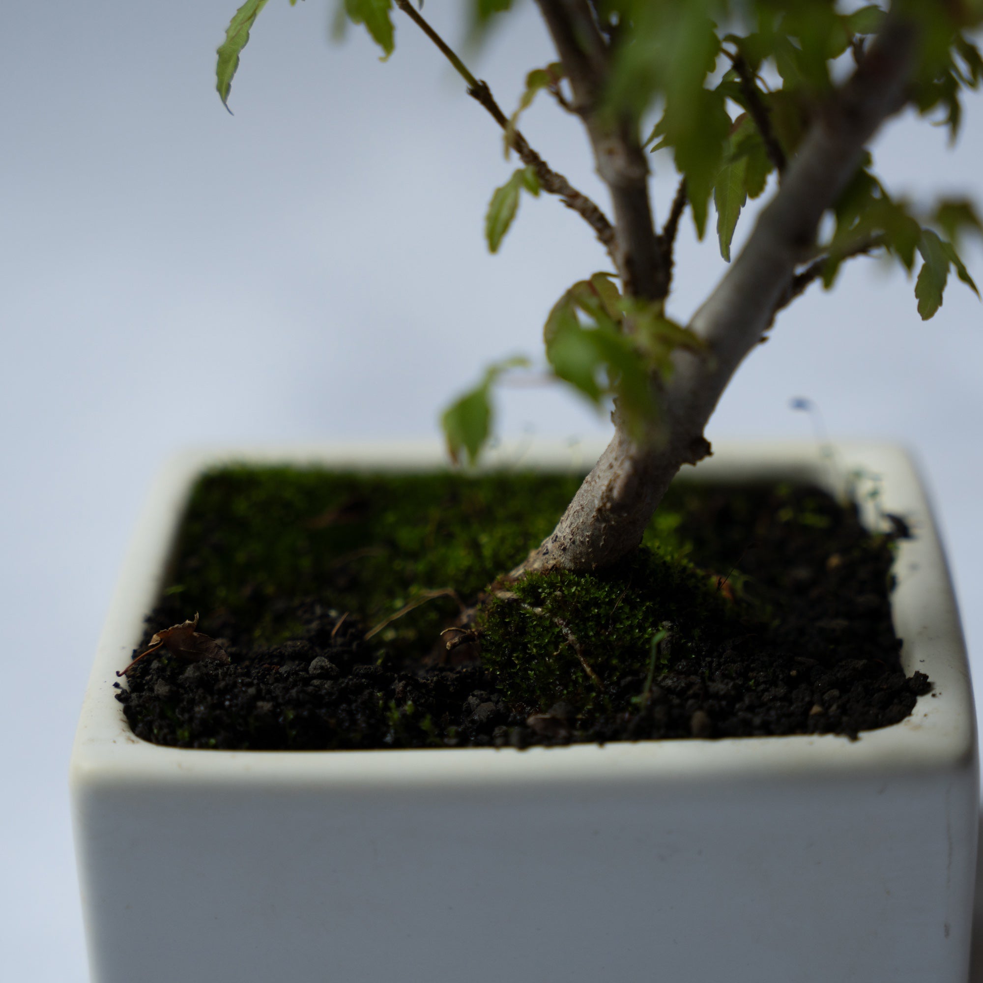 カエデのミニ盆栽