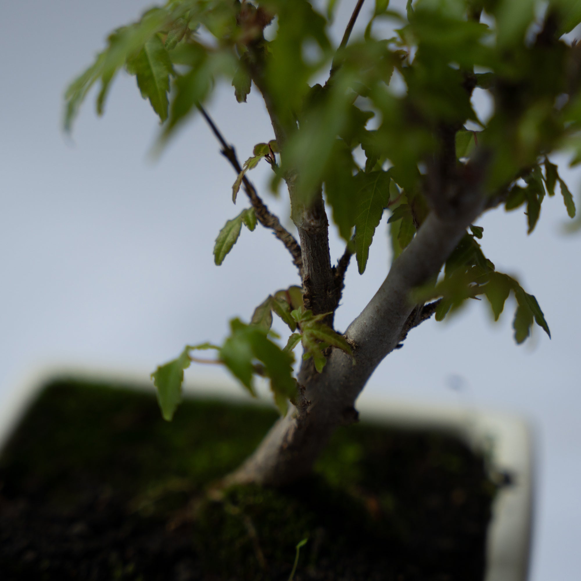 カエデのミニ盆栽