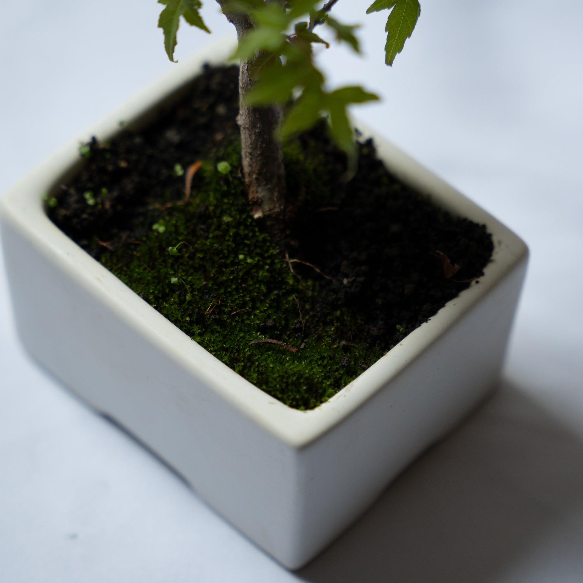 カエデのミニ盆栽