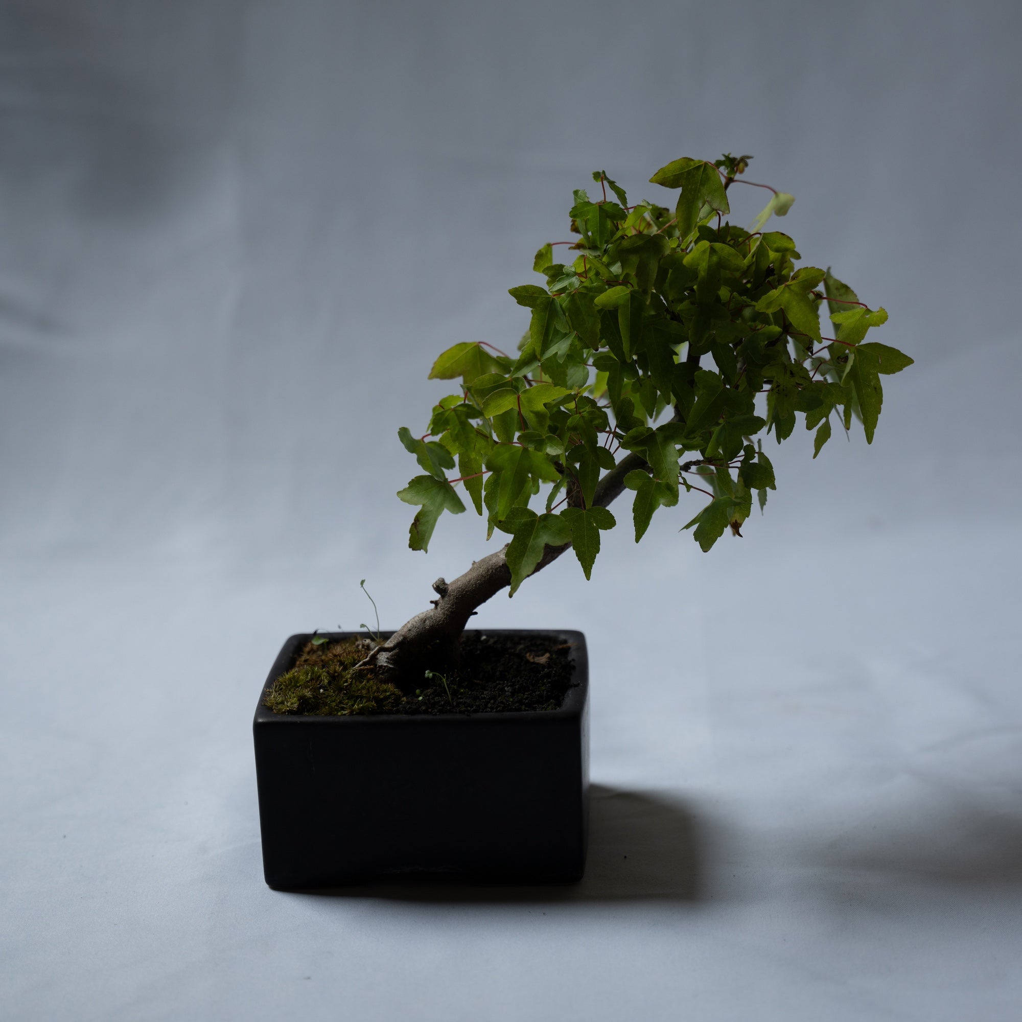 カエデのミニ盆栽