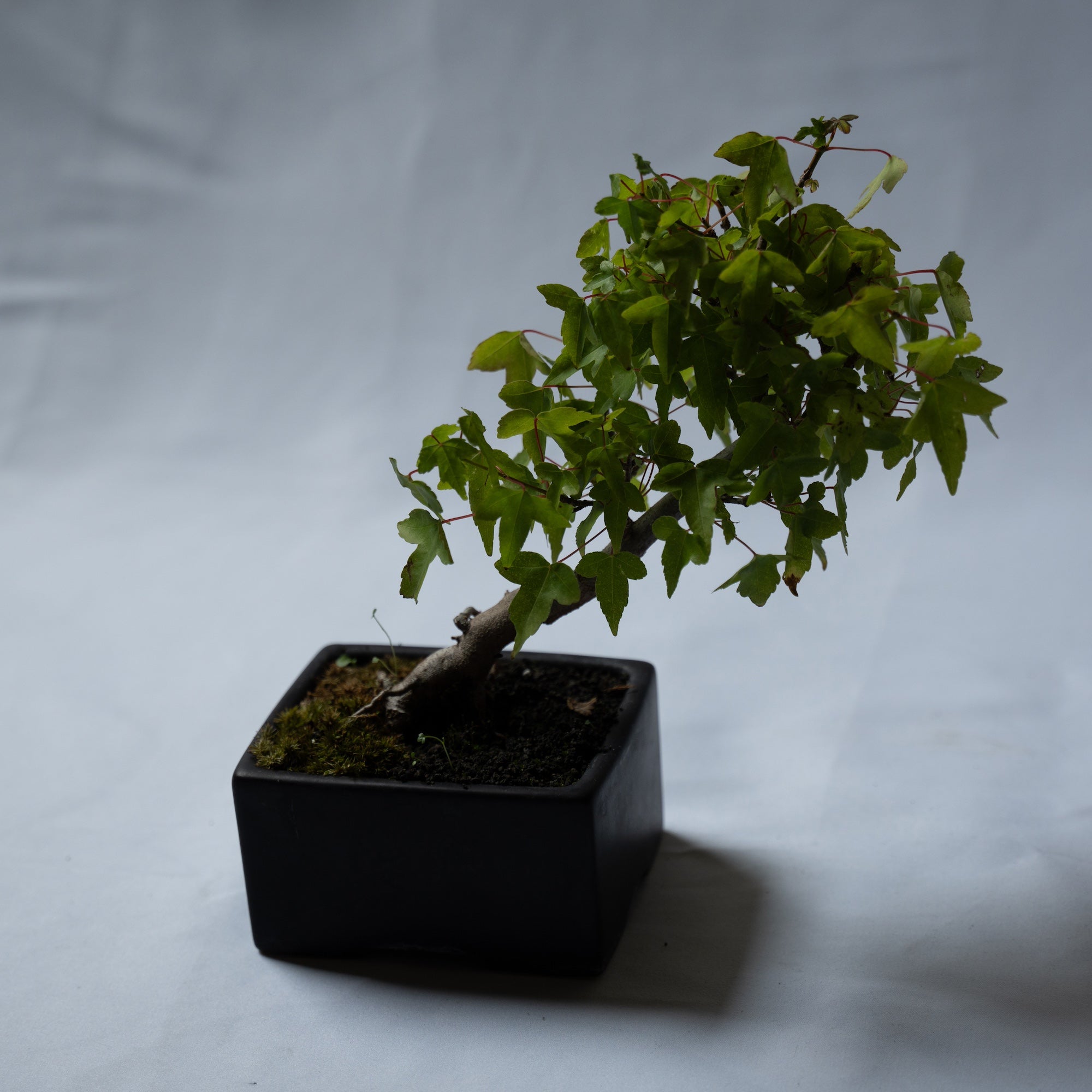 カエデのミニ盆栽