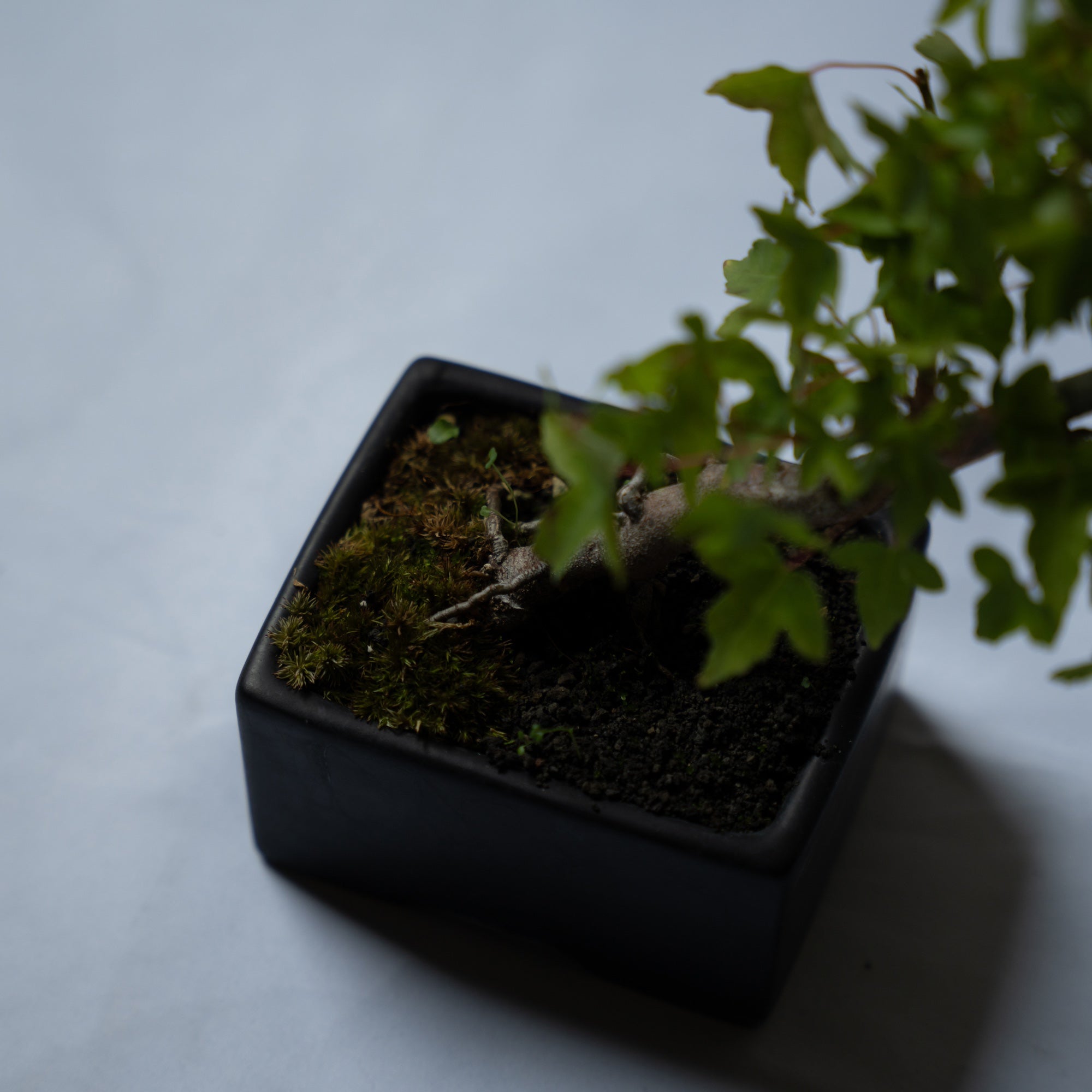 カエデのミニ盆栽