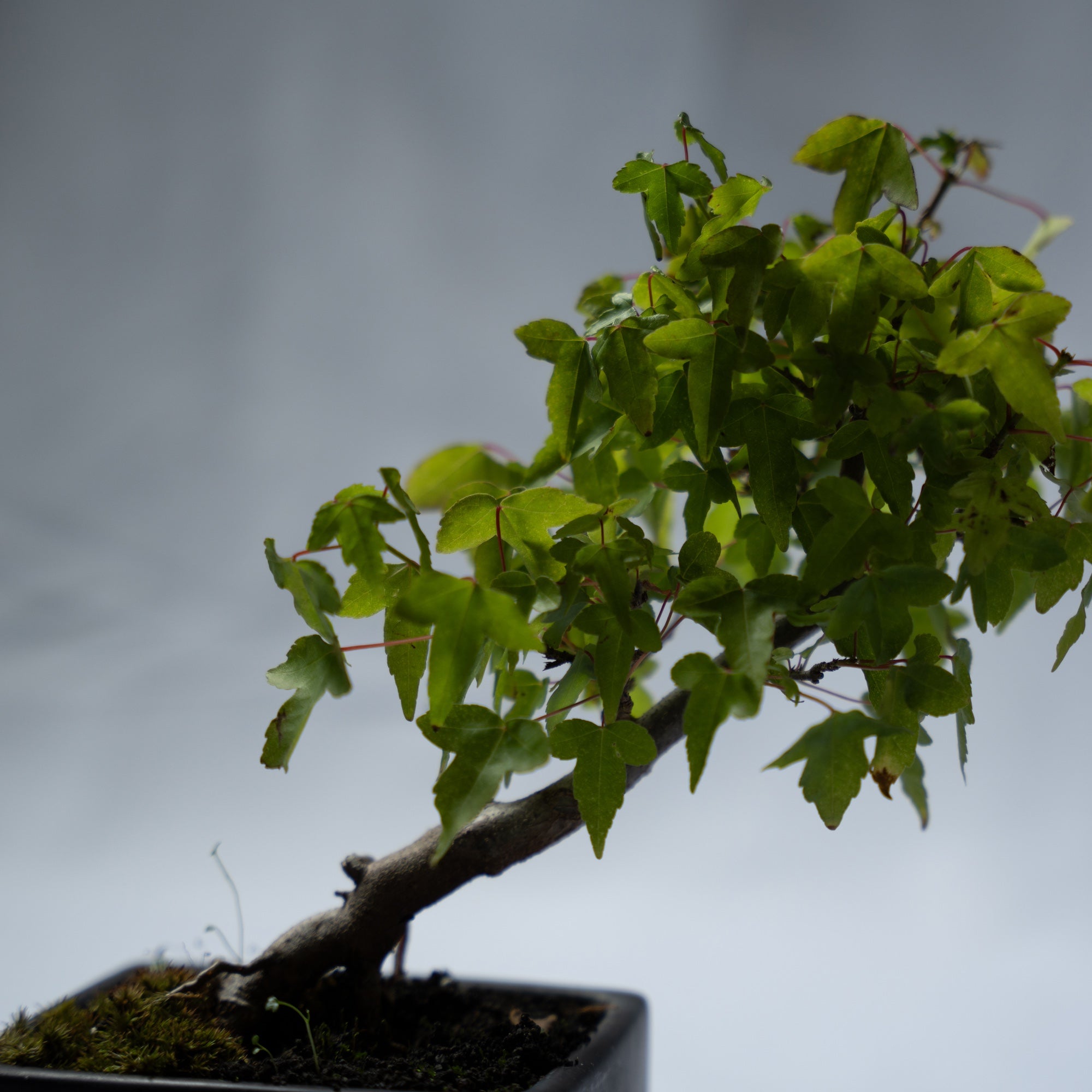 カエデのミニ盆栽