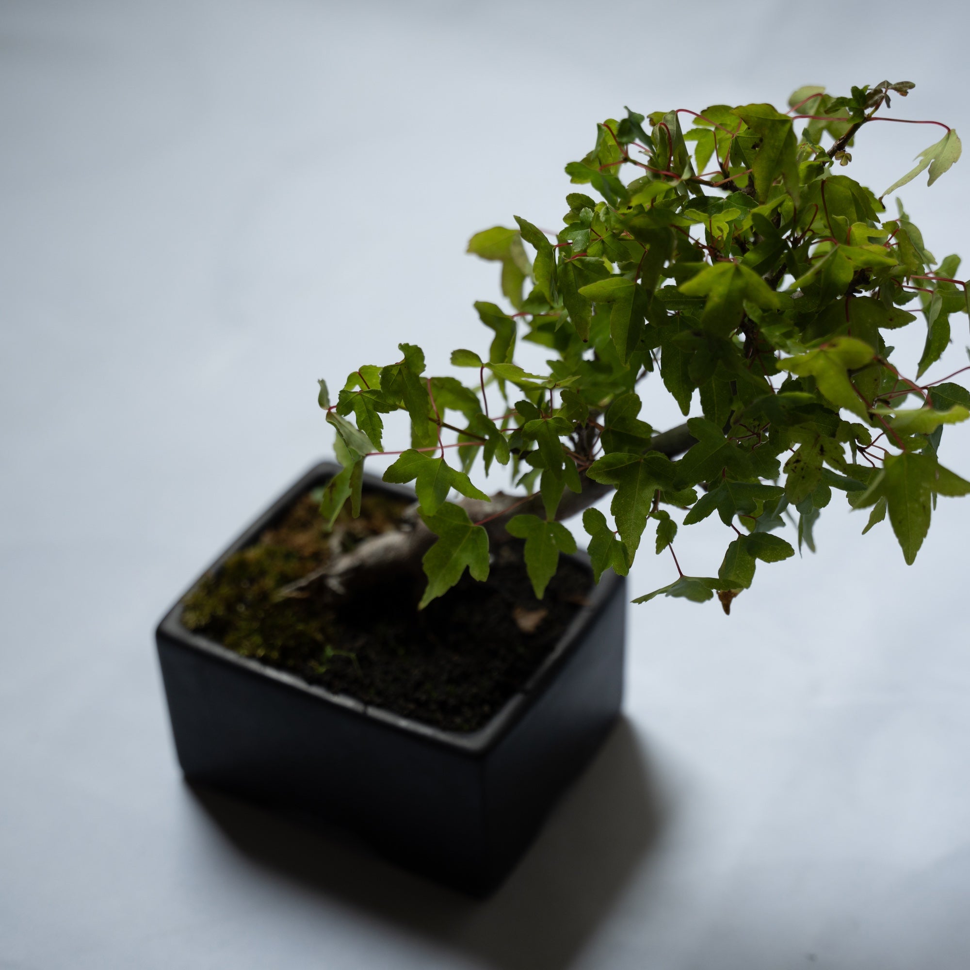 カエデのミニ盆栽