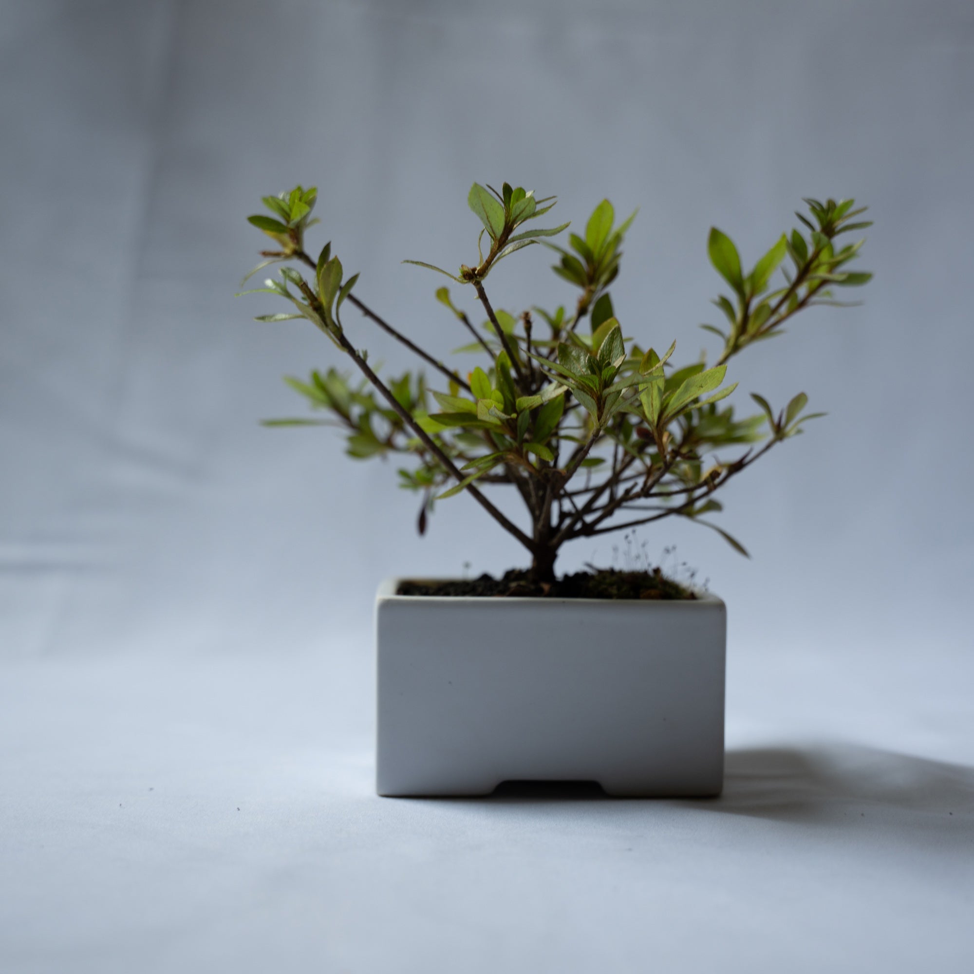 サツキのミニ盆栽