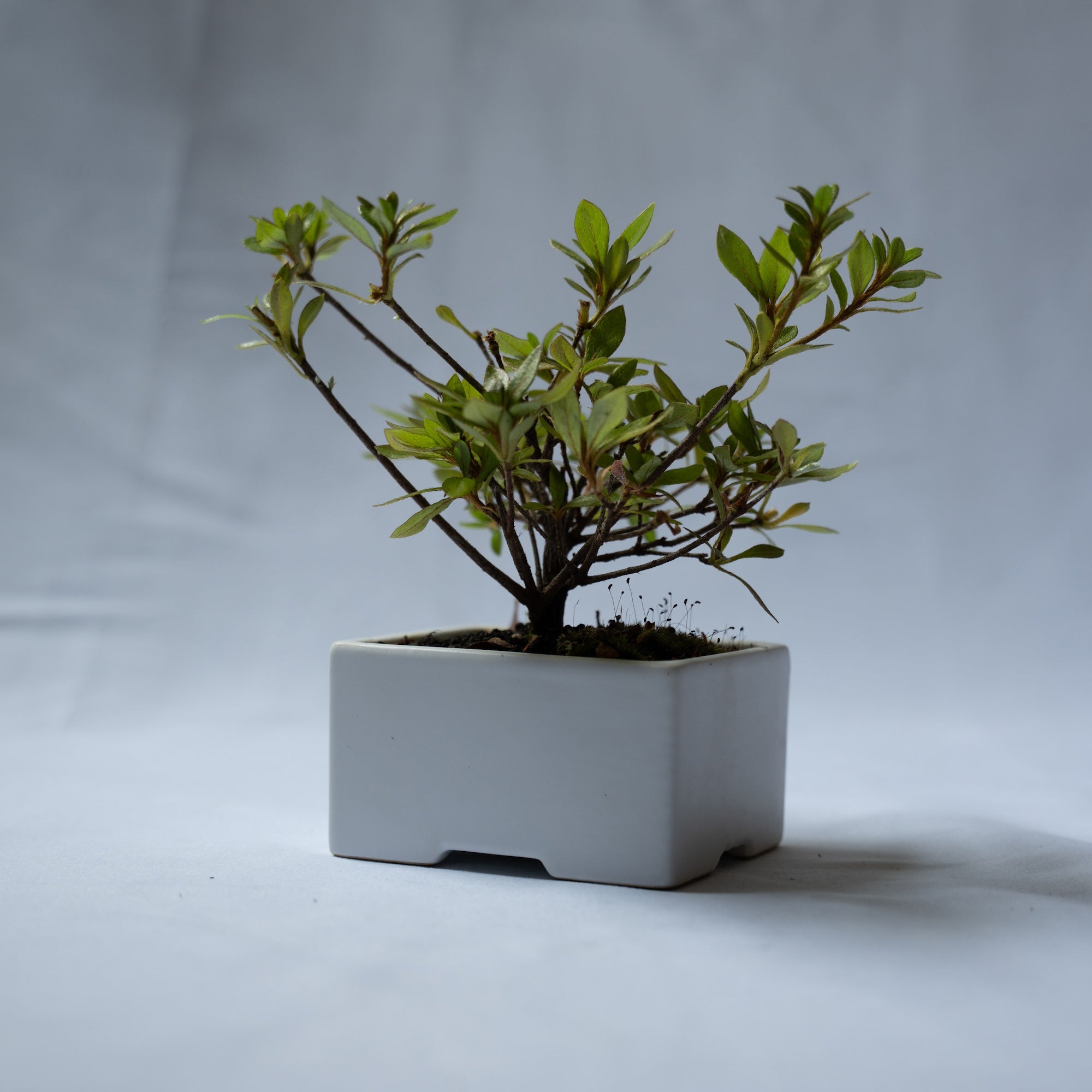 サツキのミニ盆栽