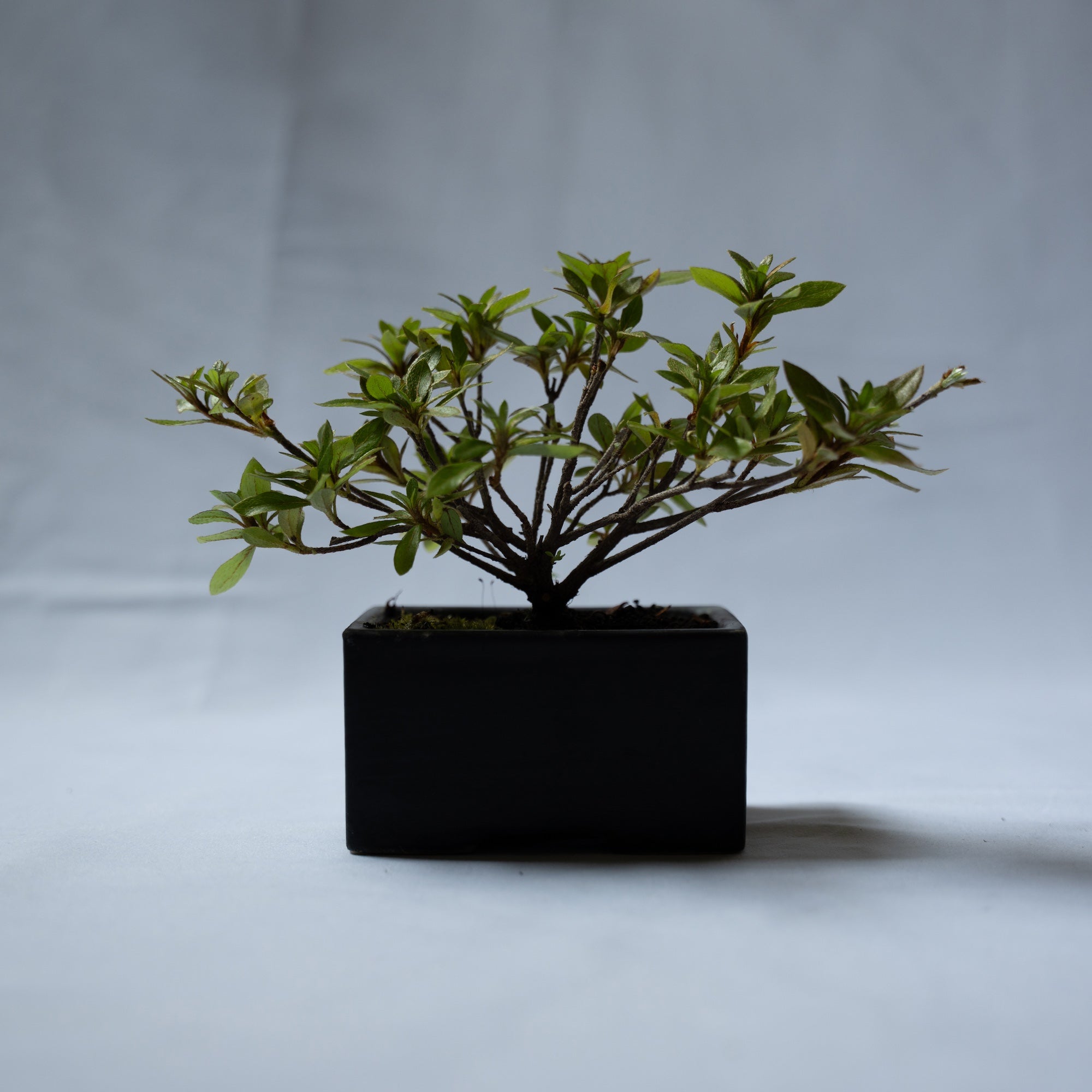 サツキのミニ盆栽