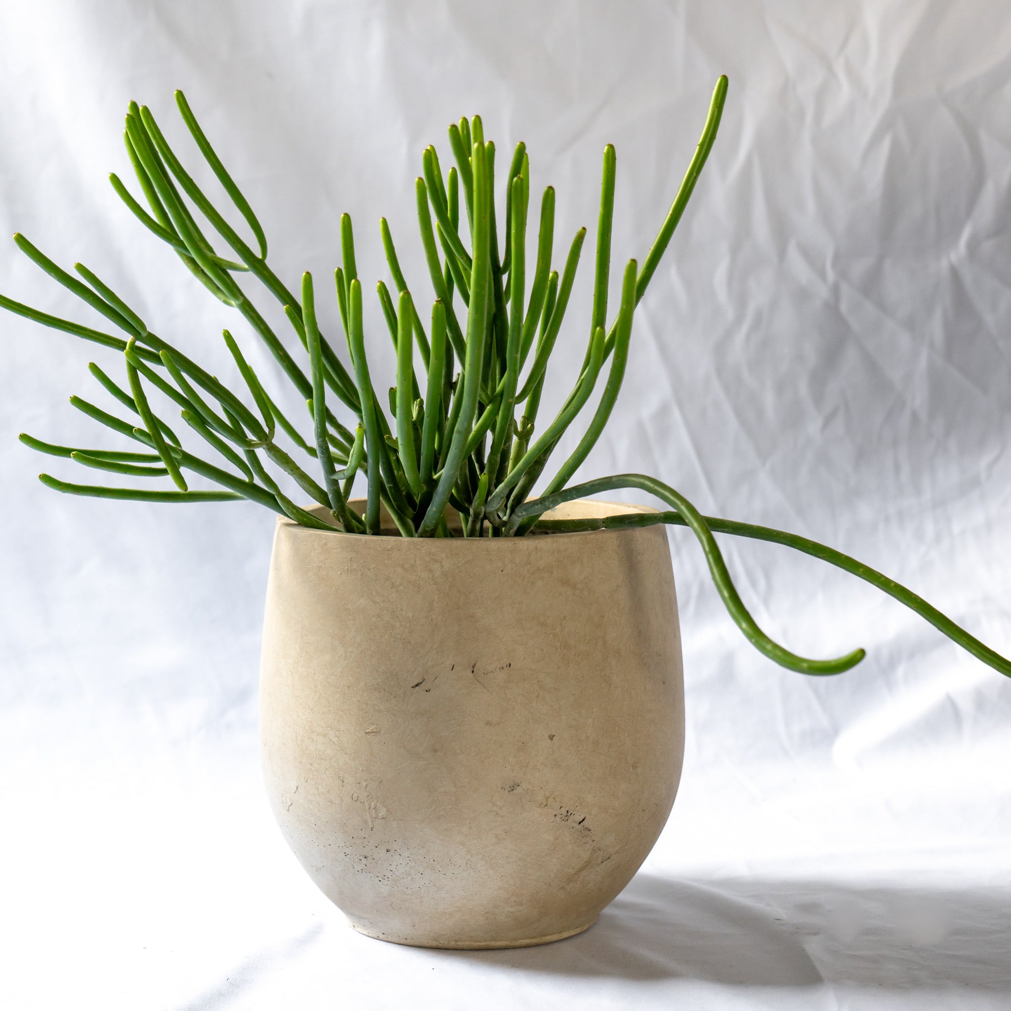 ユーフォルビア・オンコクラータ