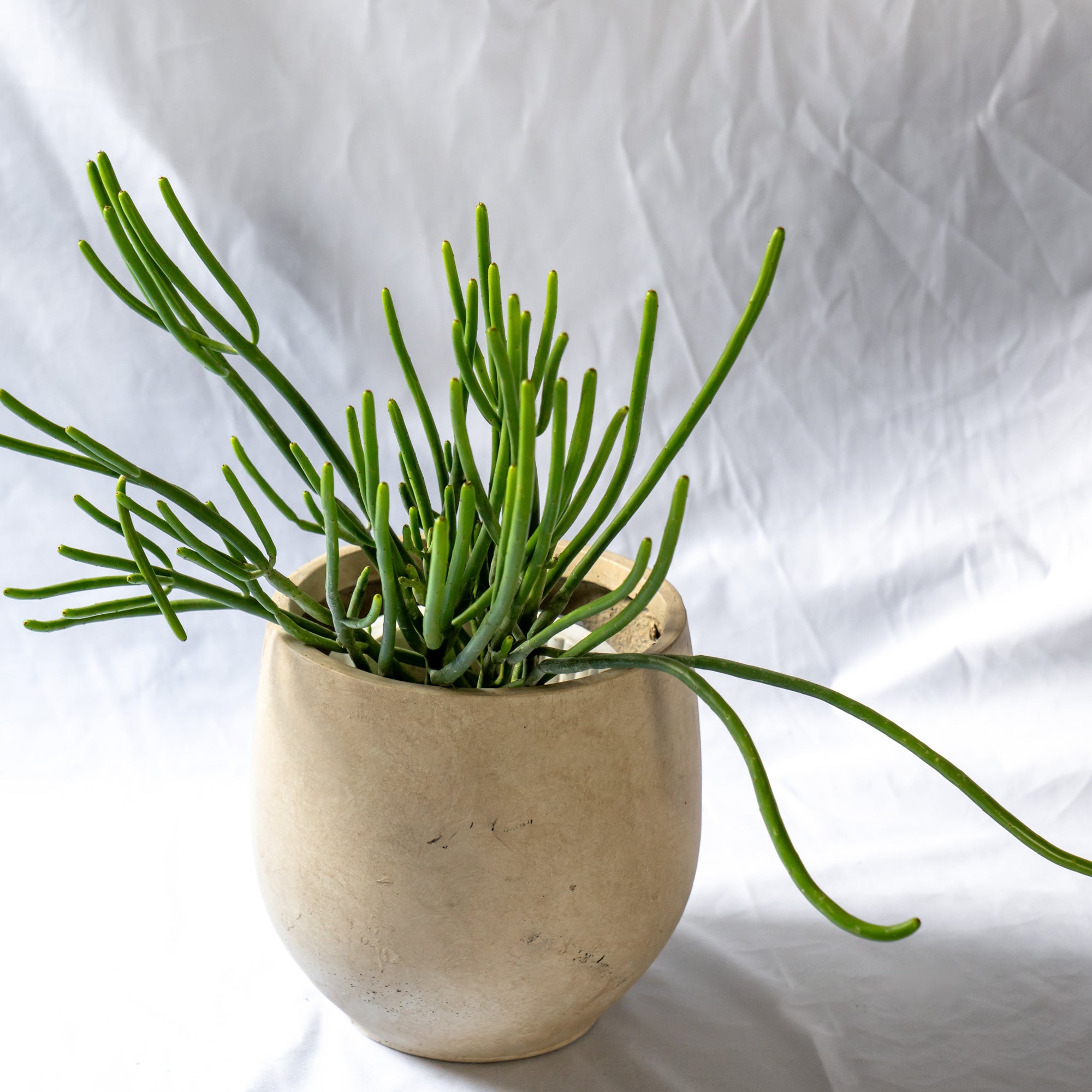 ユーフォルビア・オンコクラータ