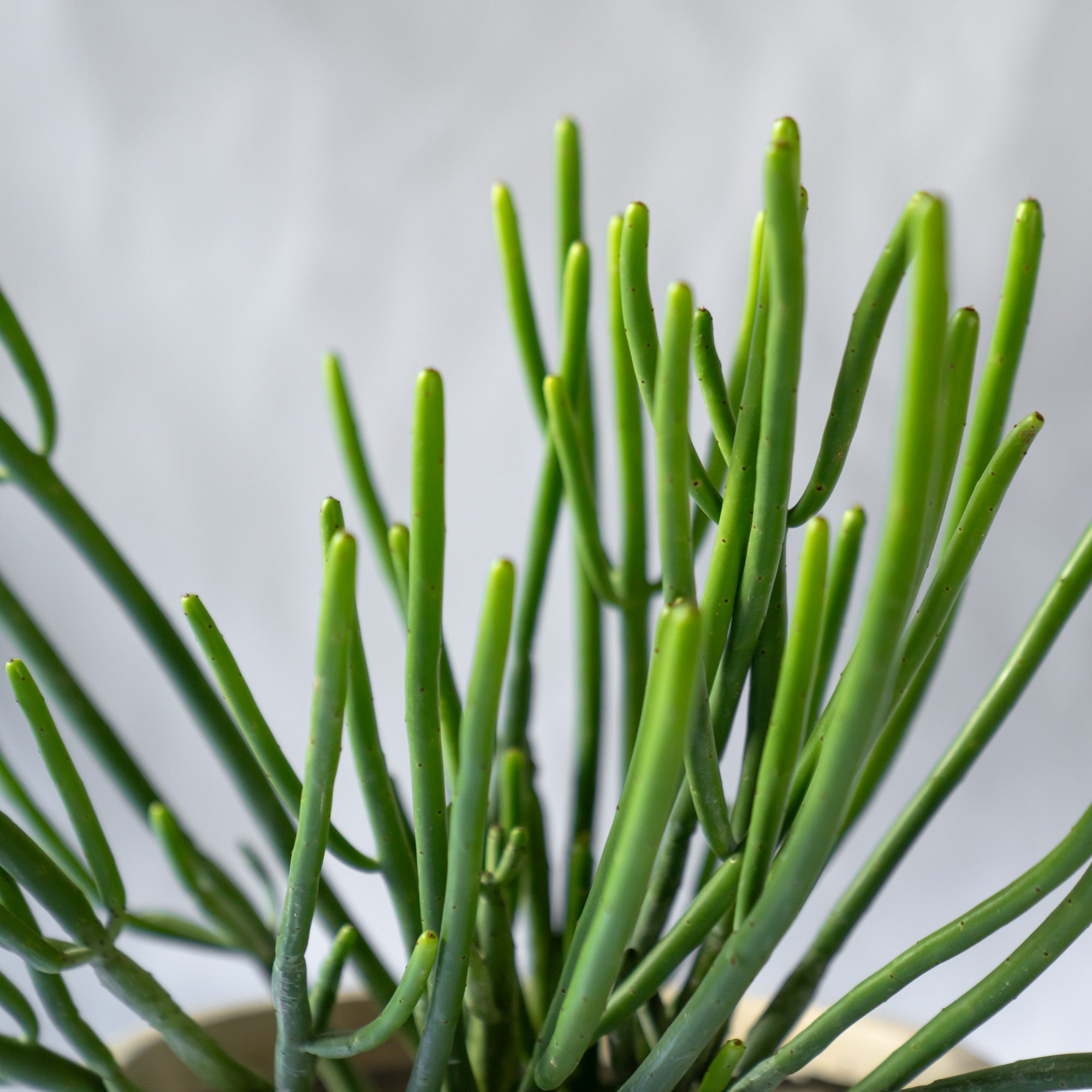 ユーフォルビア・オンコクラータ