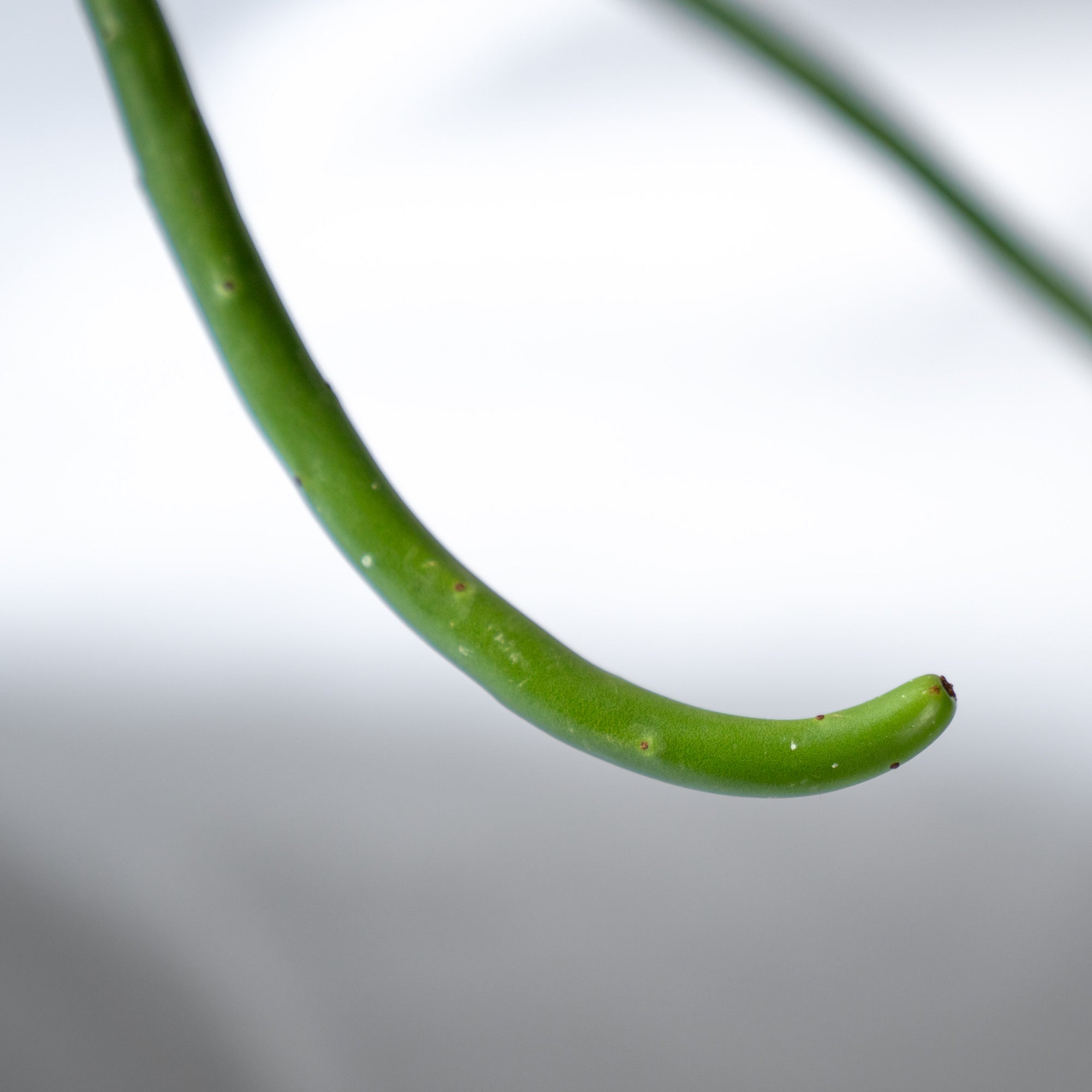 ユーフォルビア・オンコクラータ