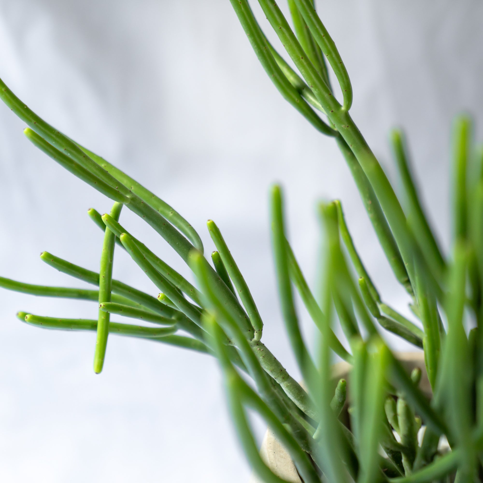 ユーフォルビア・オンコクラータ