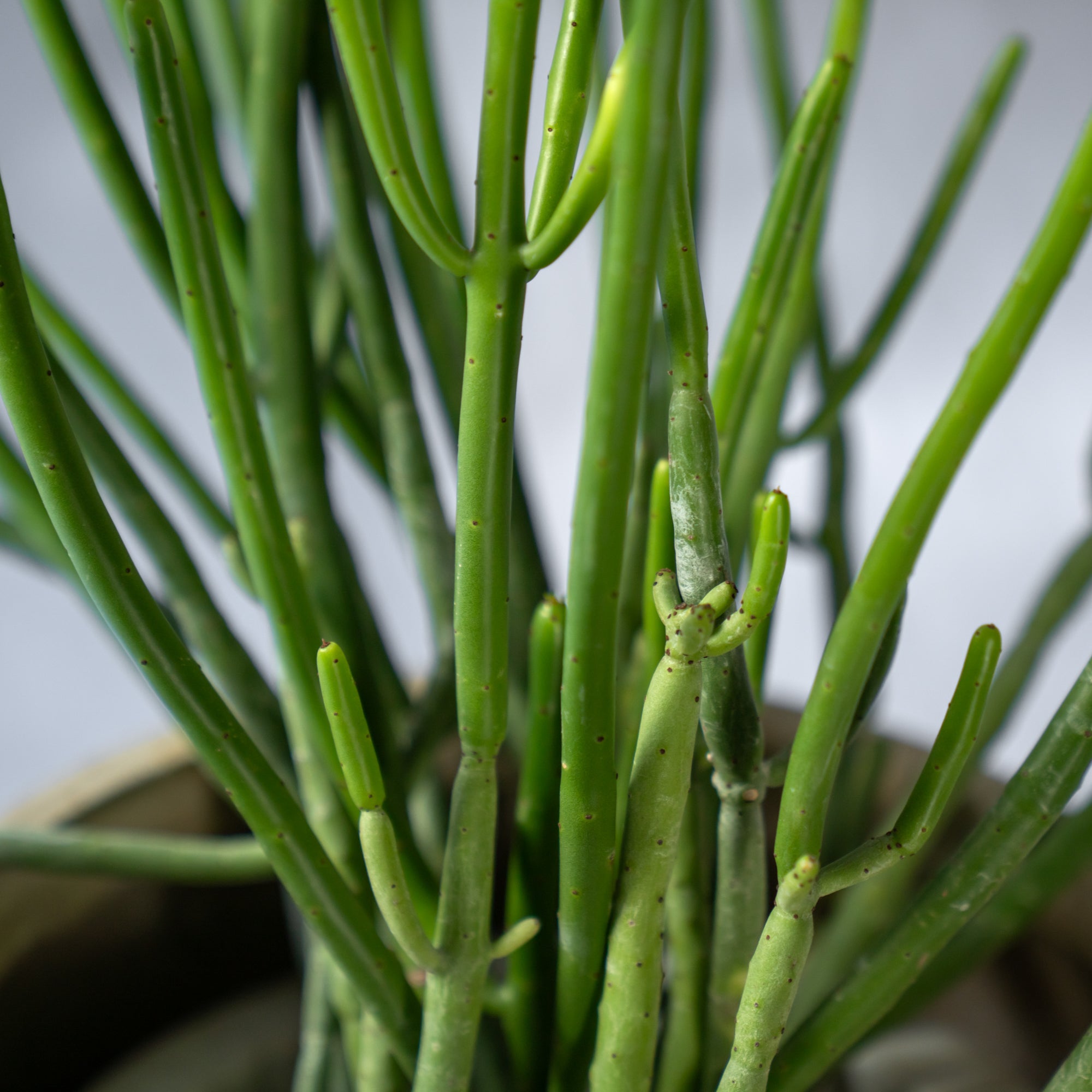 ユーフォルビア・オンコクラータ