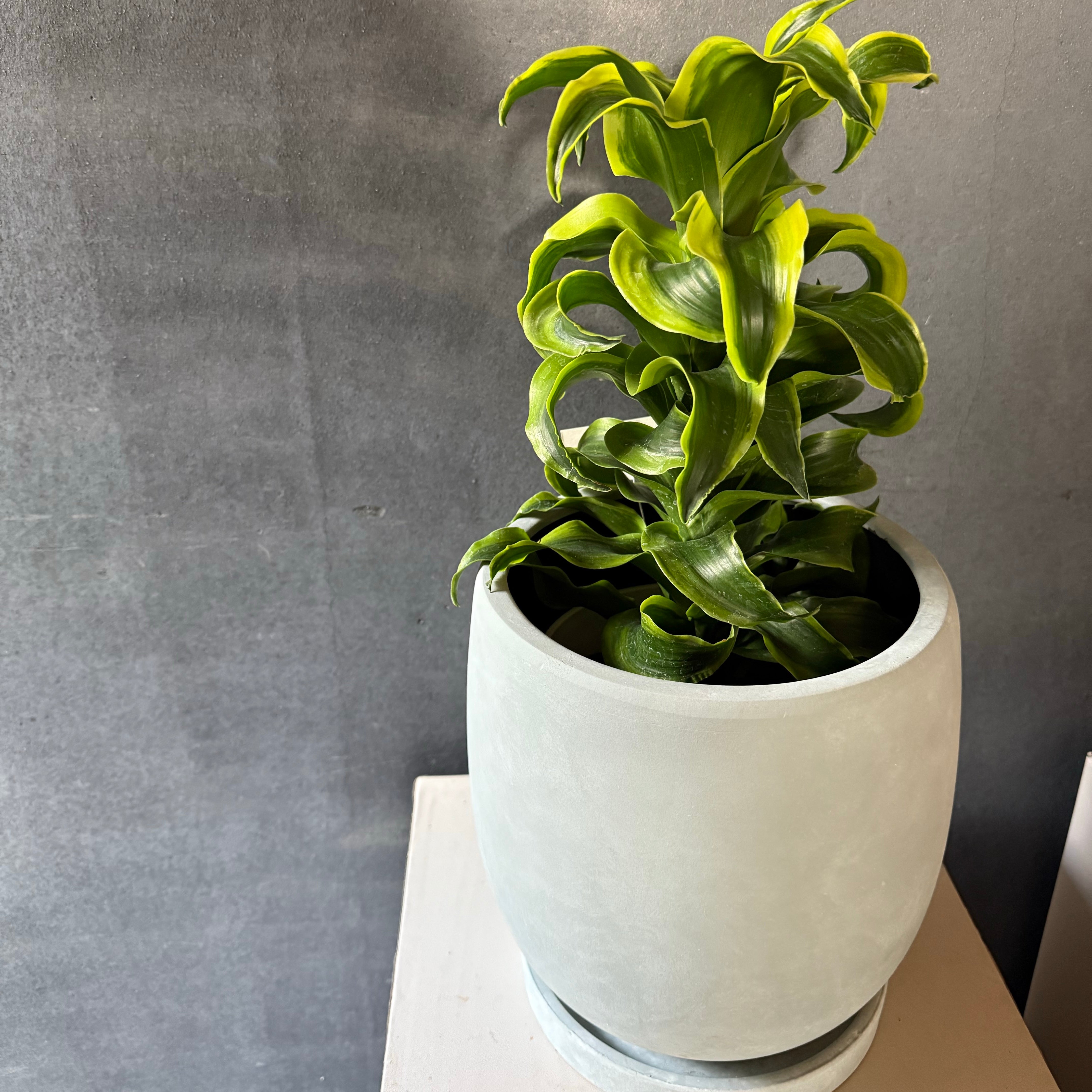 ラウンドポット《グレー/ライトグレーの2色からお選びいただけます》