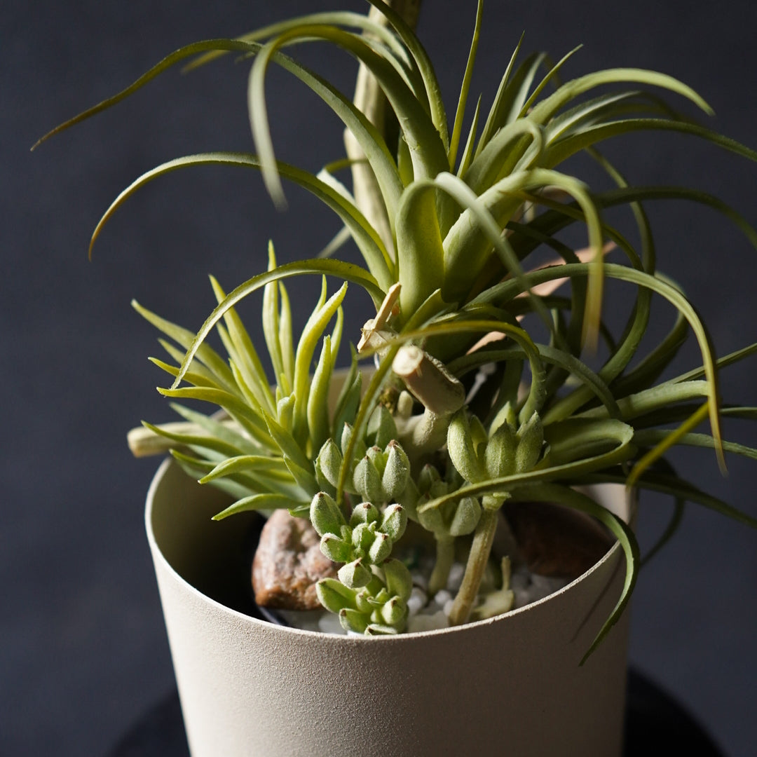多肉植物寄せ植え + 鉢カバー SET