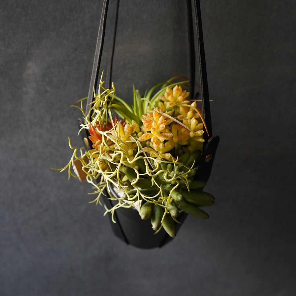 多肉植物寄せ植え + プラントハンガー SET