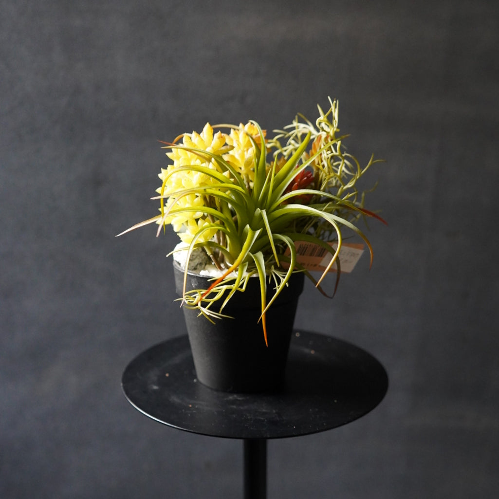 多肉植物寄せ植え + プラントハンガー SET