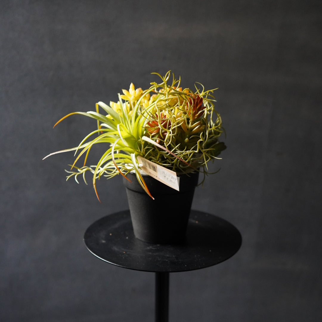 多肉植物寄せ植え + プラントハンガー SET