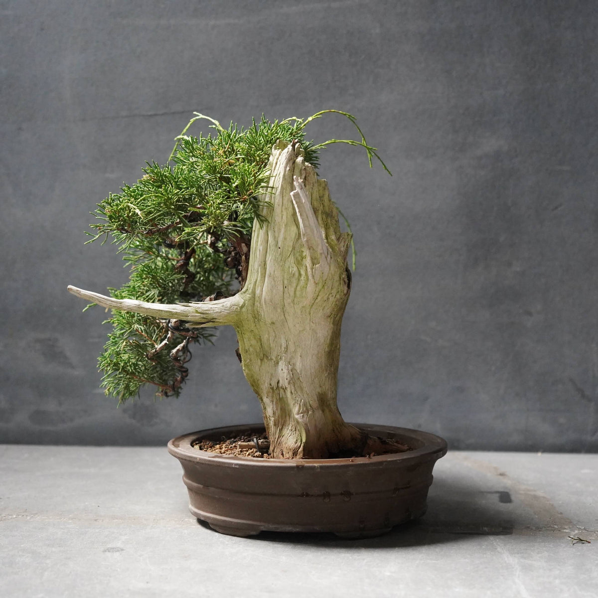 創作盆栽 松