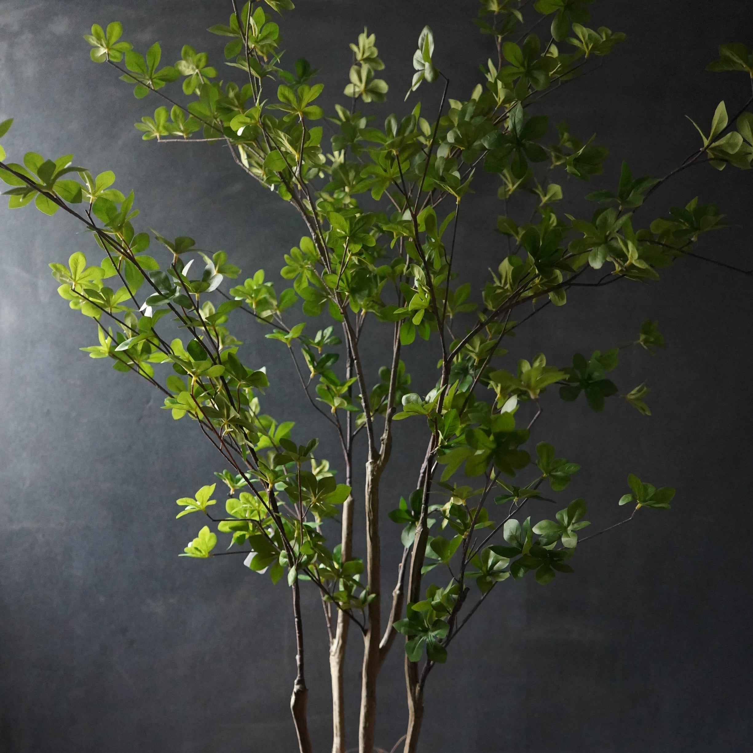 ドウダンツツジ ウッドシリンダーS H150cm GREENPARK