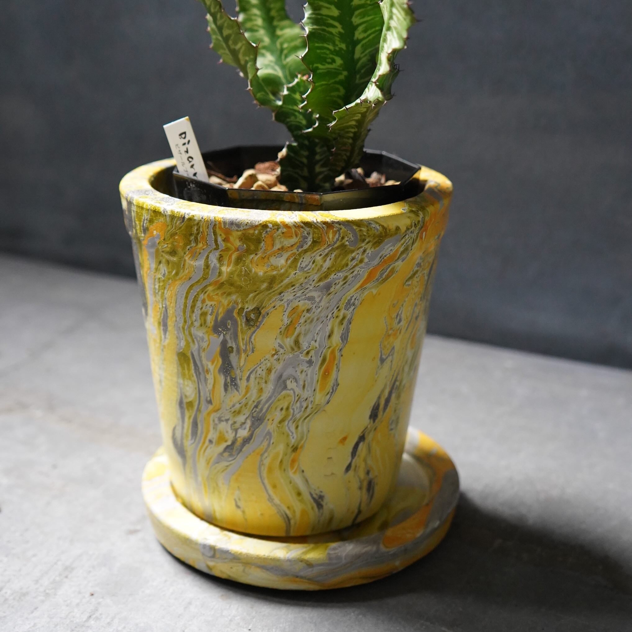 ユーフォルビア グランディアラータ + 鉢 SET