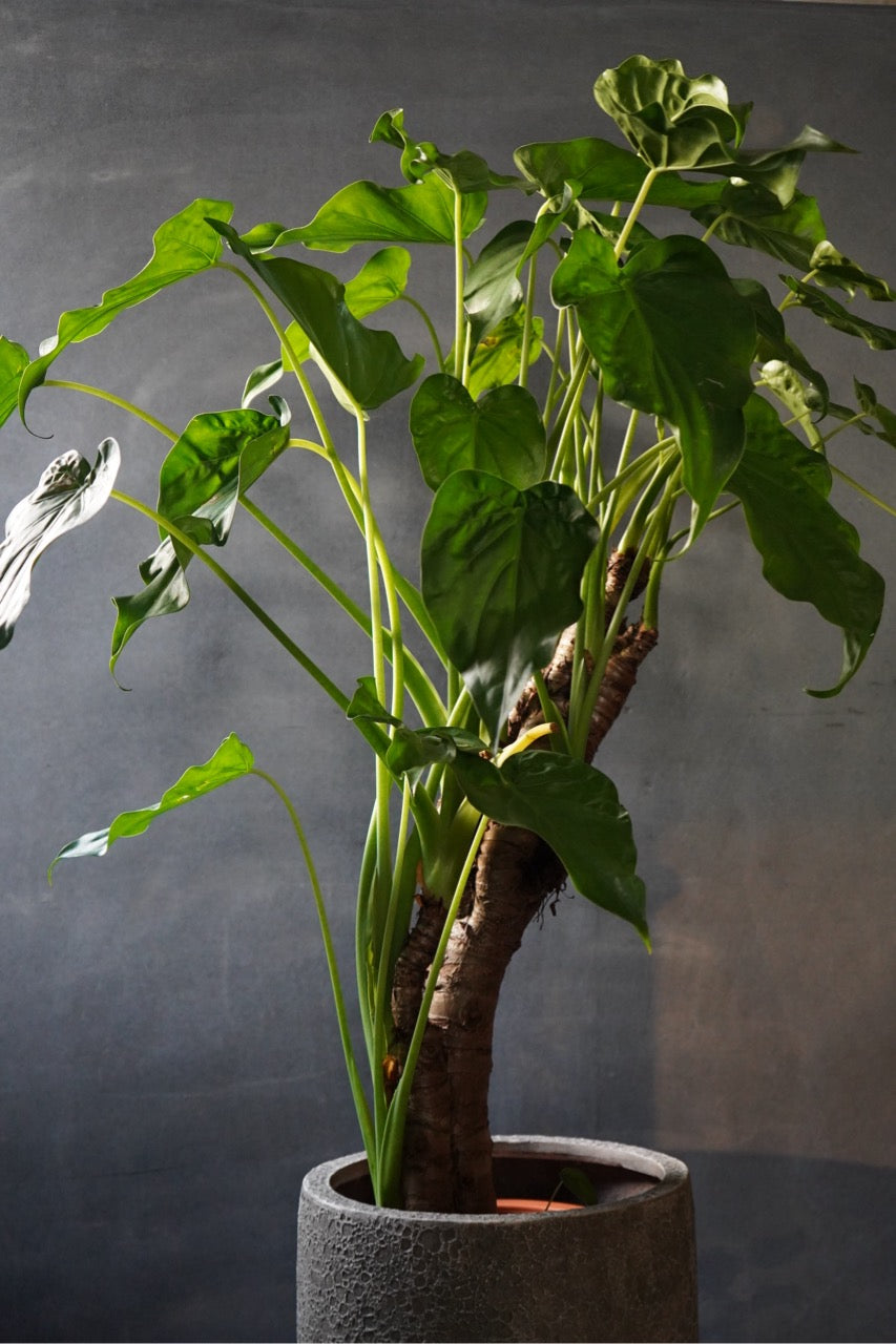 ハートイモ + 鉢カバー SET