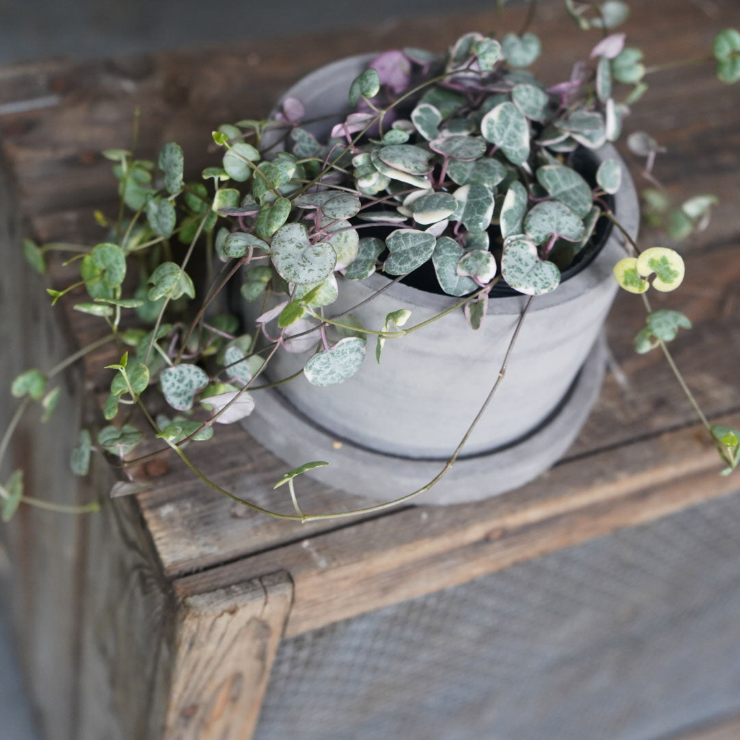 鉢&鉢皿セット グレーB