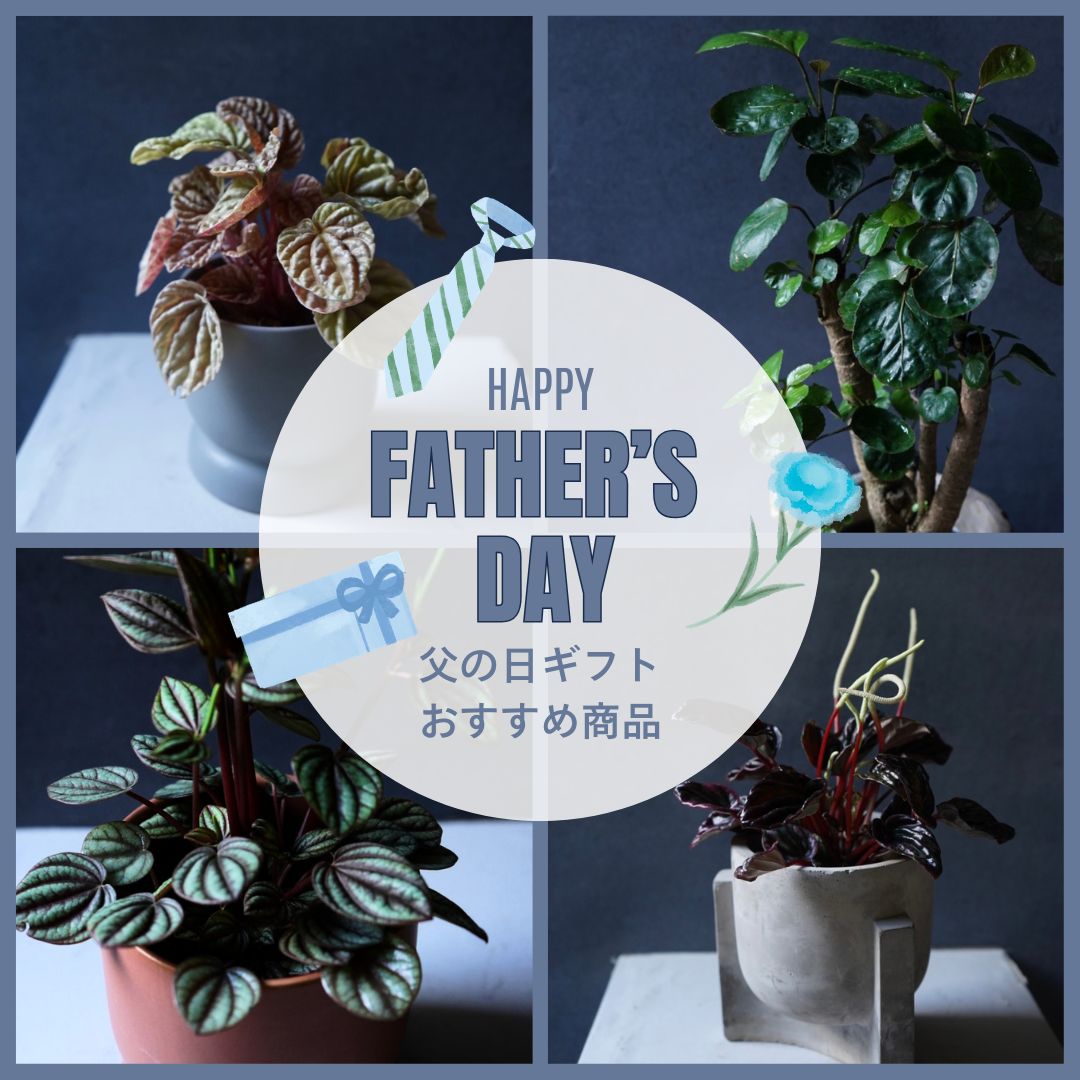 父の日は「癒やしのグリーン」を。おしゃれで育てやすい、おすすめ観葉植物