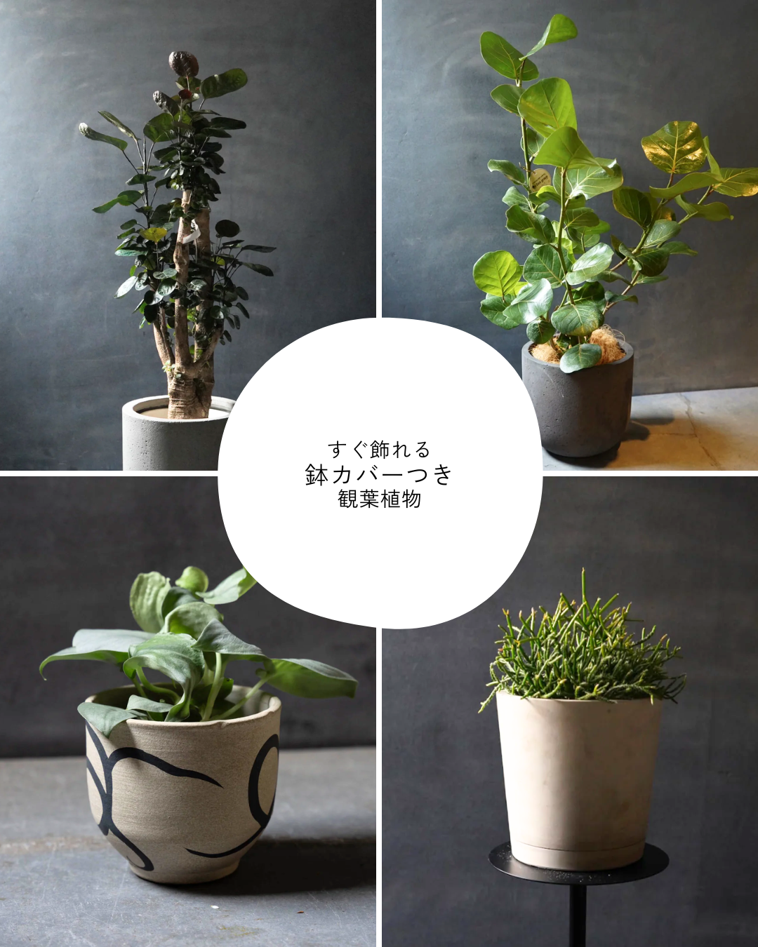 <p style="text-align: center;">鉢カバーつきグリーン</p>