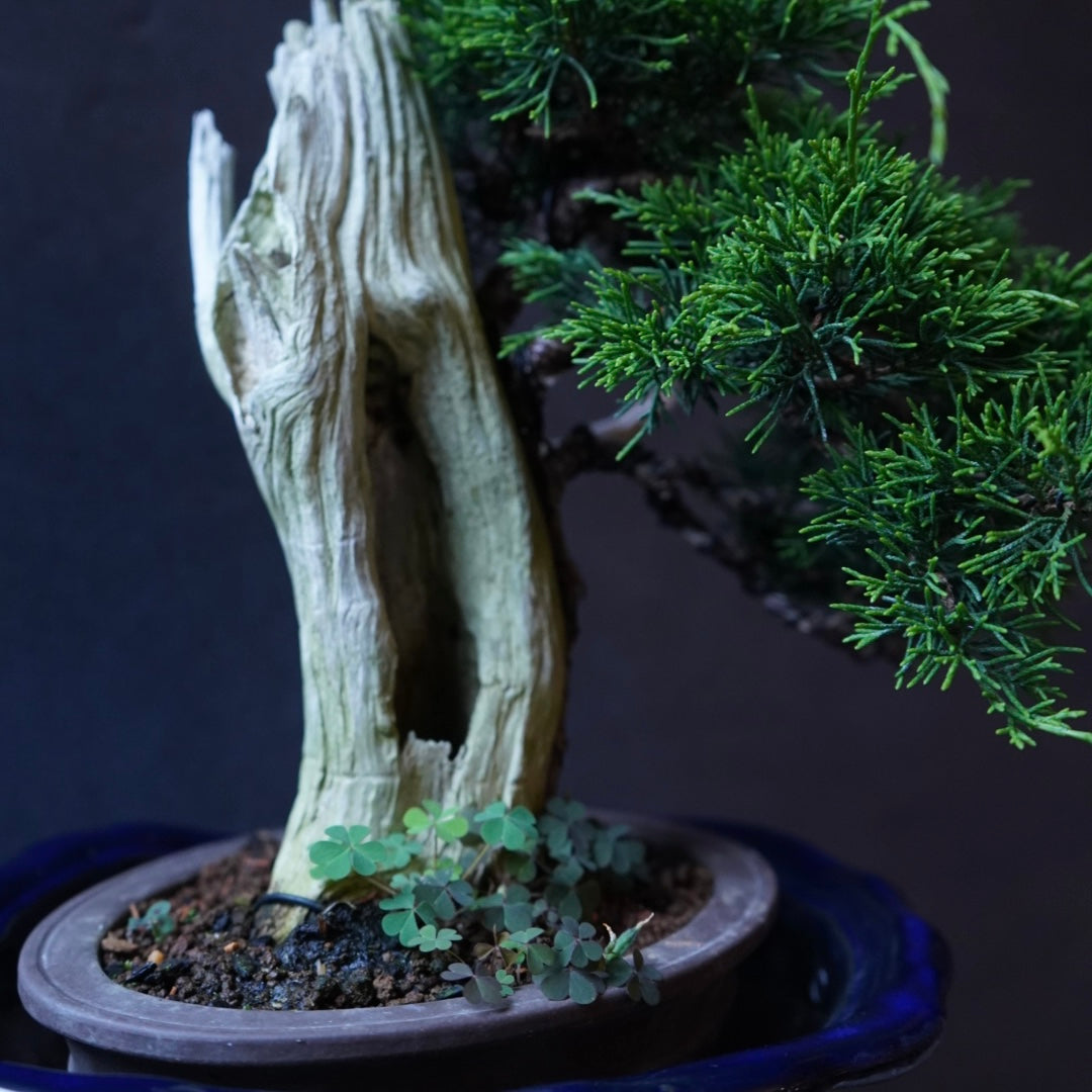 創作松の盆栽