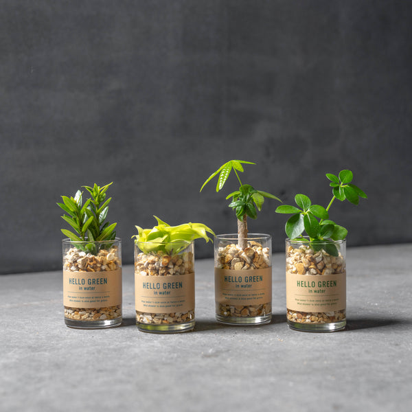 ハイドログリーン/グラスシリンダーS  インテリア 観葉植物 おしゃれ 育てやすい グリーン 室内 初心者おすすめ