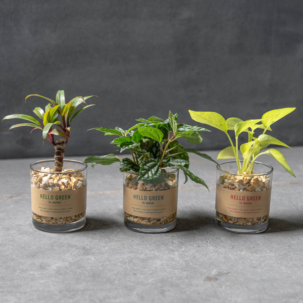 ハイドログリーン/グラスシリンダーM インテリア 観葉植物 おしゃれ 育てやすい グリーン 室内 初心者おすすめ