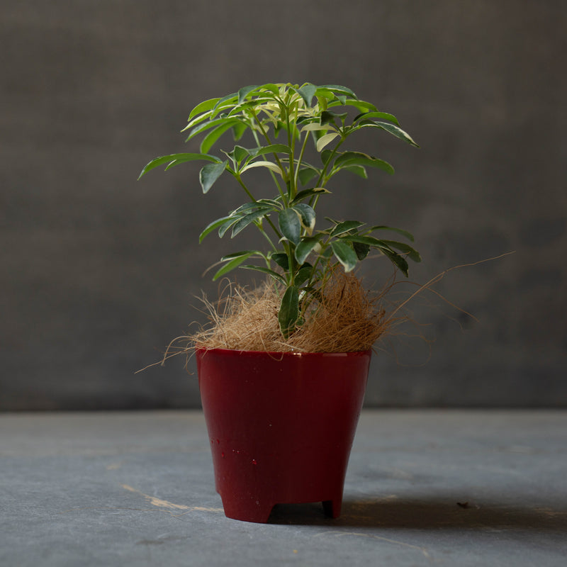 カポック シェフレラ 観葉植物 おしゃれ 育てやすい グリーン 室内 