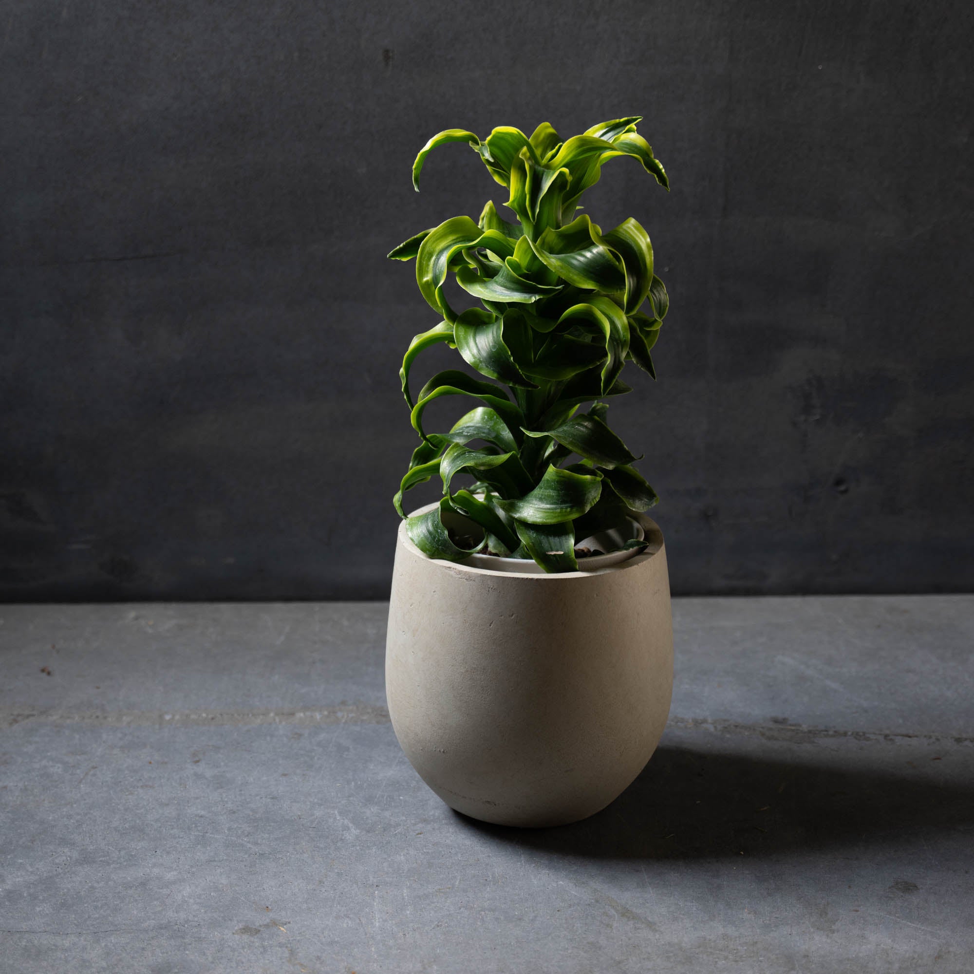 ドラセナ・トルネード（鉢とセット）