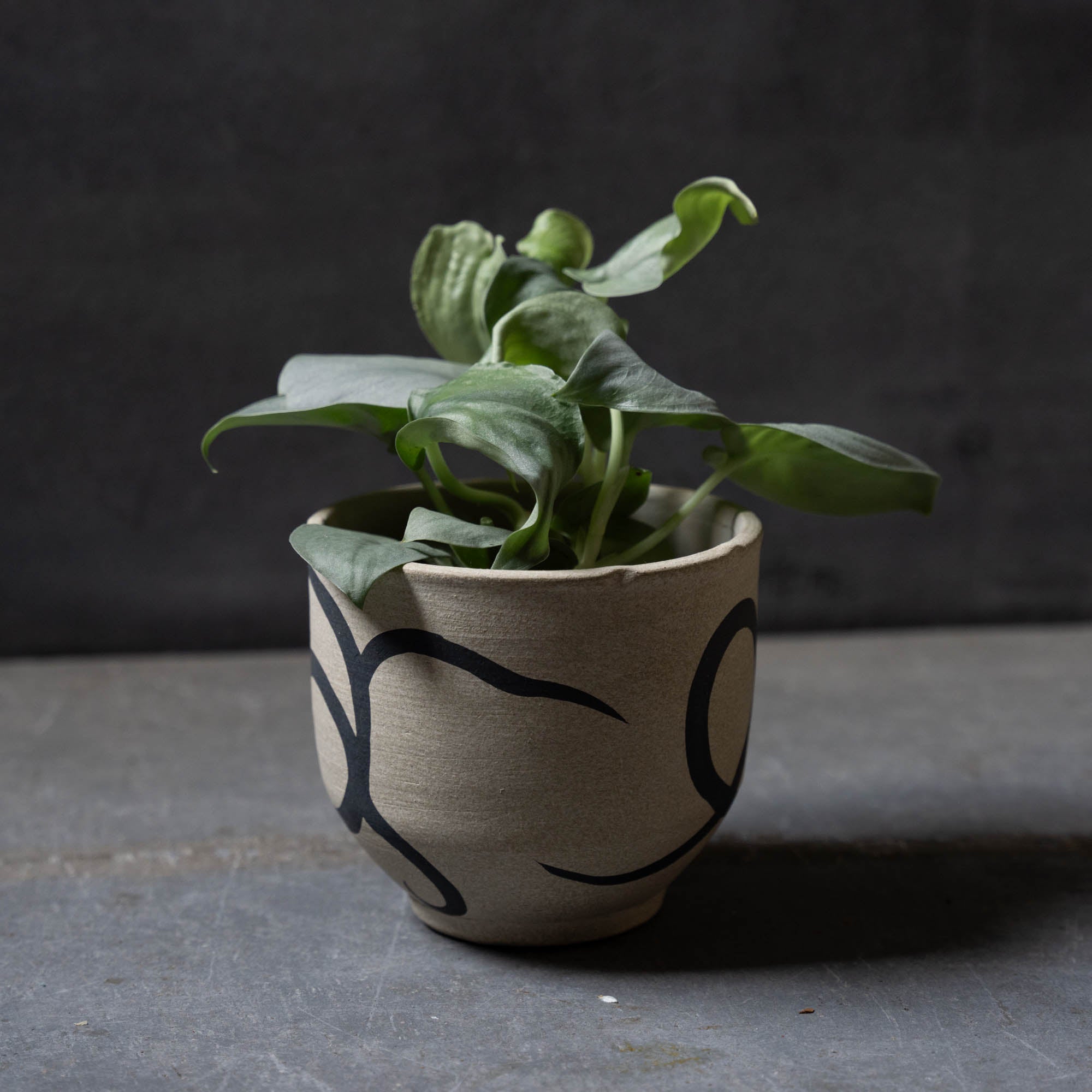 スキンダプサス（鉢とセット）