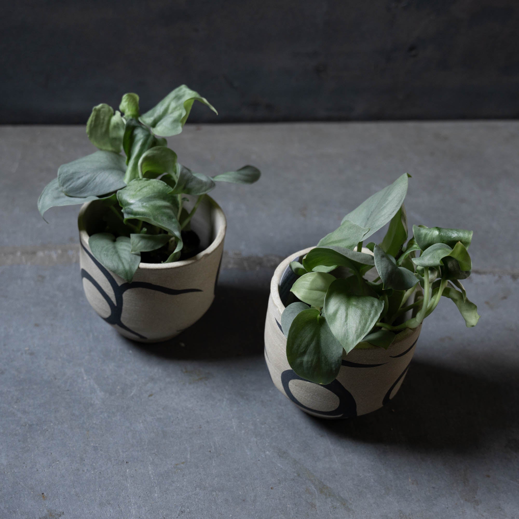 スキンダプサス（鉢とセット）