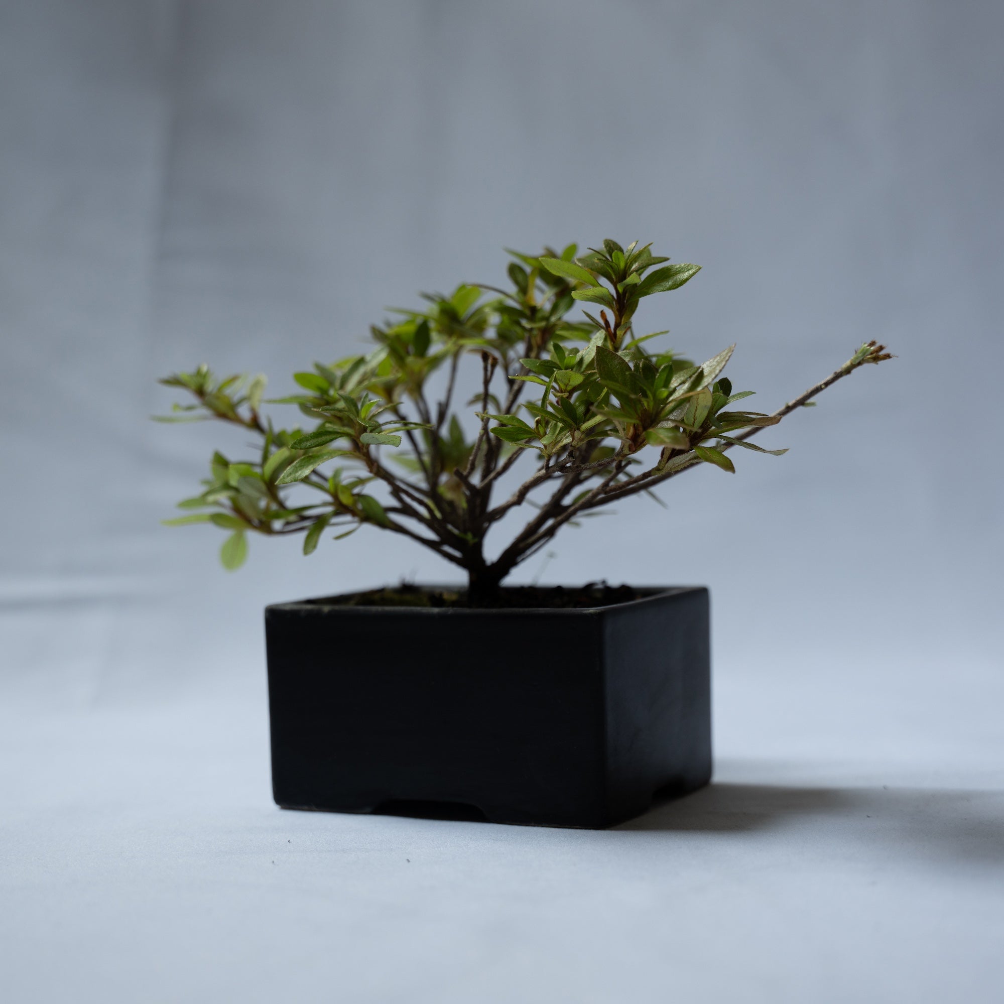 サツキ 盆栽 朱色 山野草の石田精華園 / 春の花木 サツキ 早乙女小町 2.5号(7.5cm