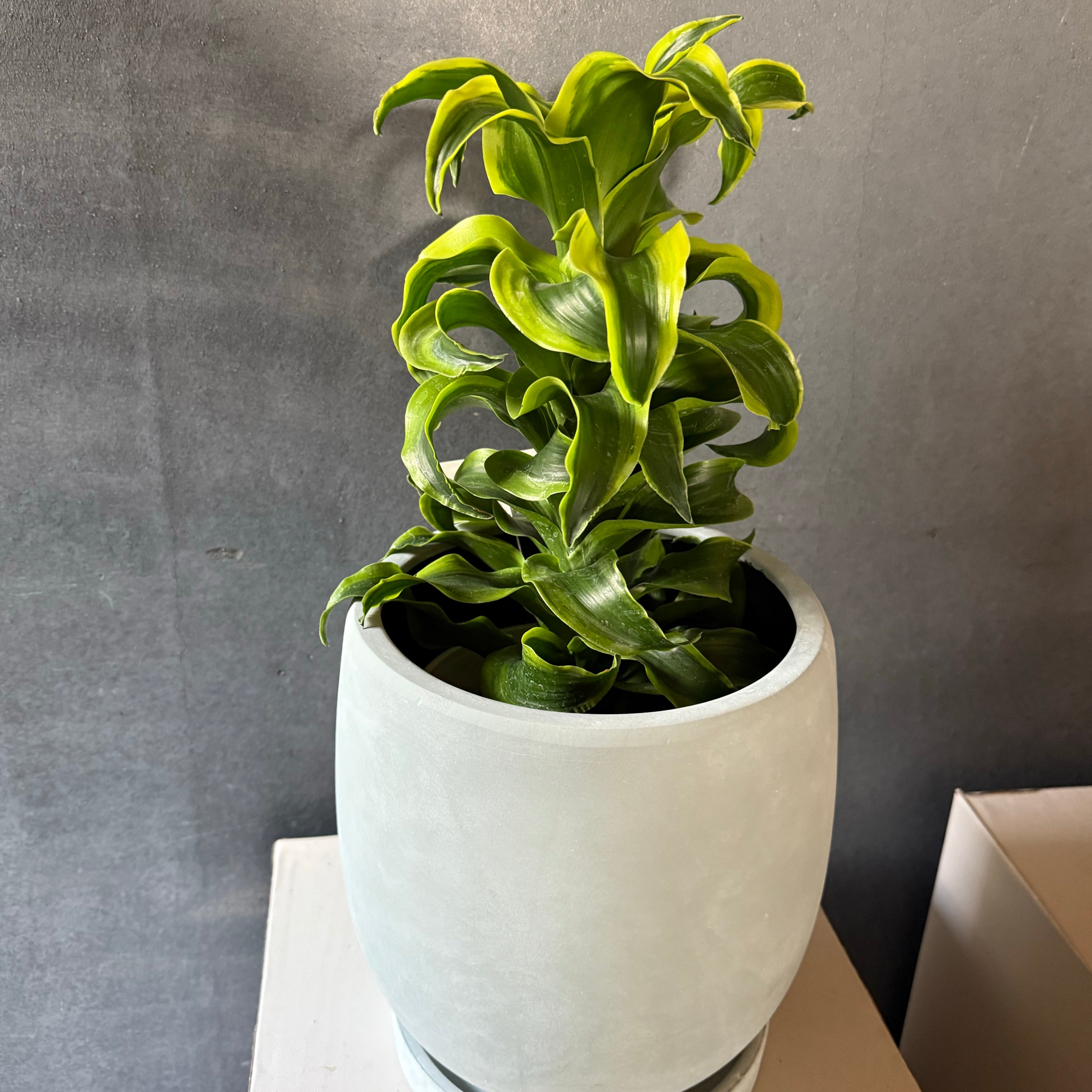 ラウンドポット《グレー／ライトグレーの2色からお選びいただけます》