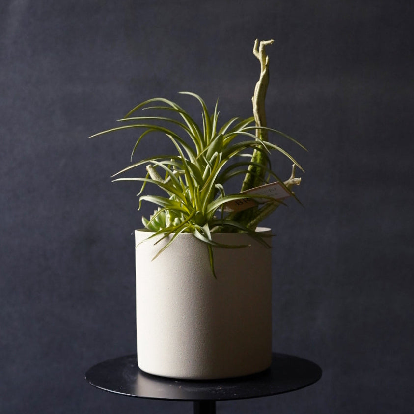 多肉植物寄せ植え + 鉢カバー SET